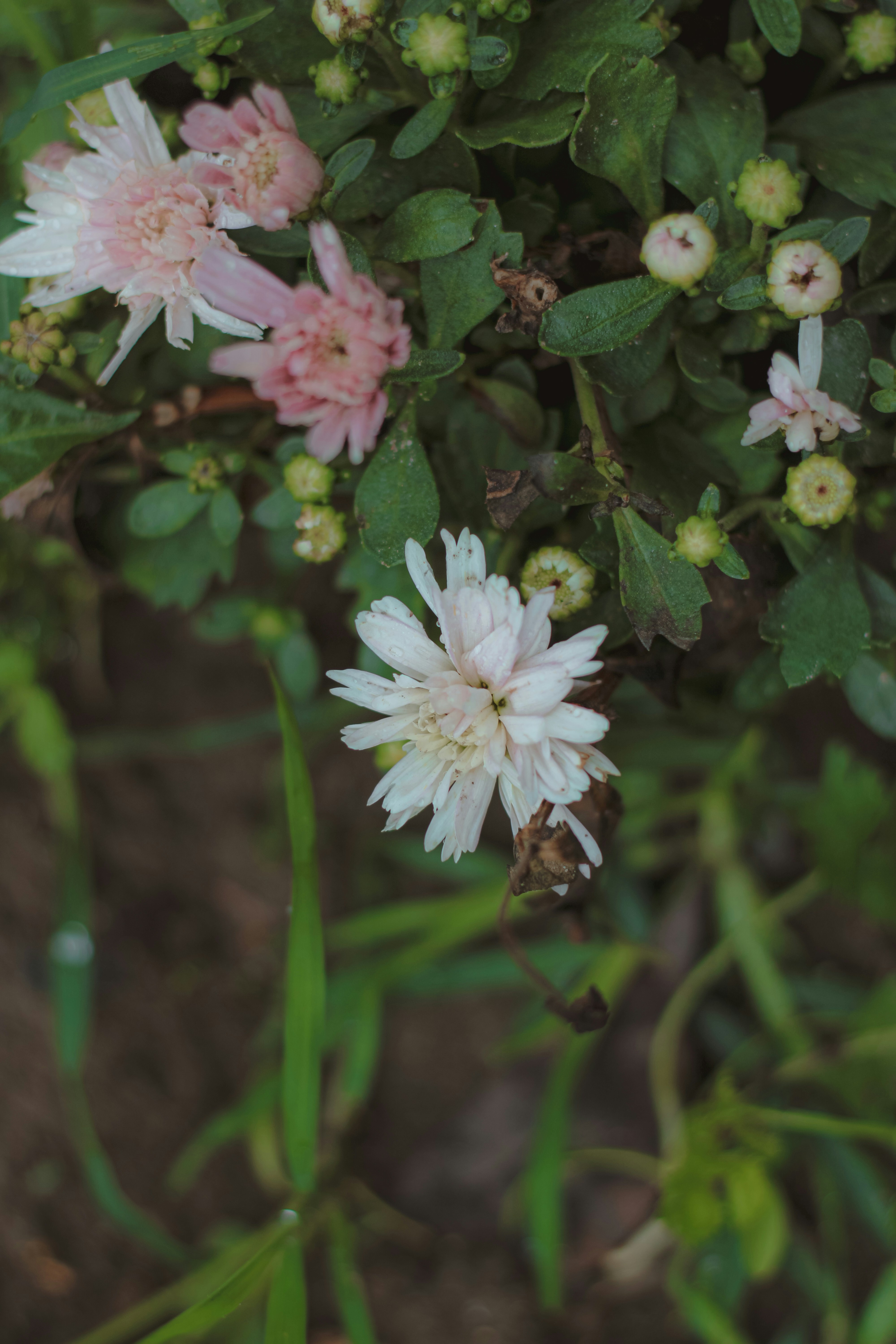 a close up of a flower on a plant