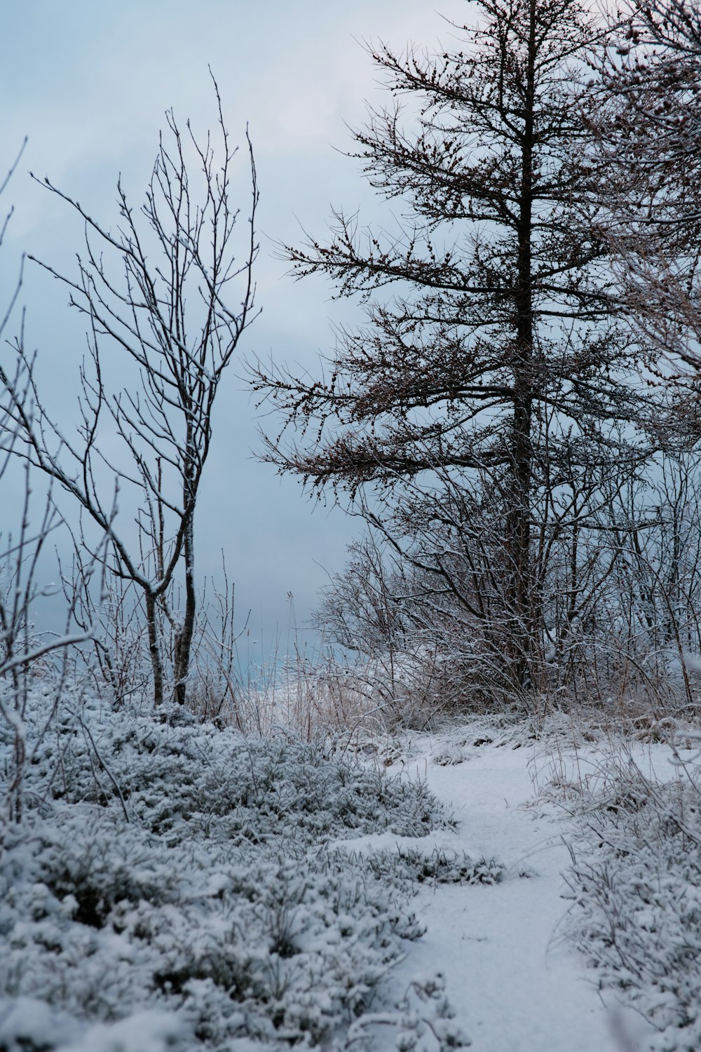 um caminho através de uma floresta nevada com árvores ao fundo