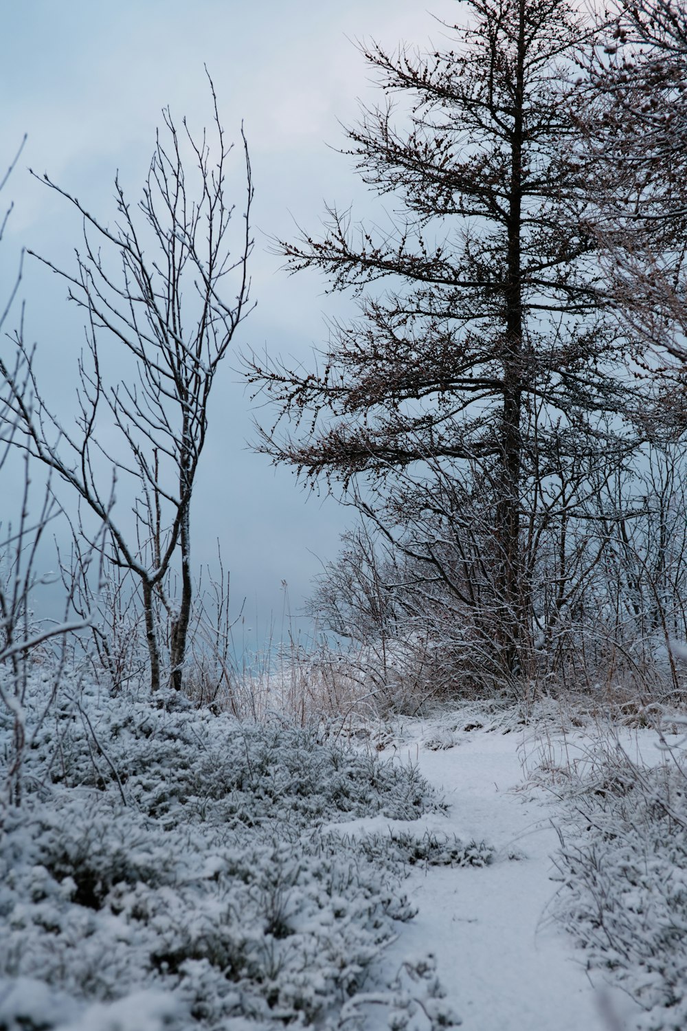 a path through a snowy forest with trees in the background