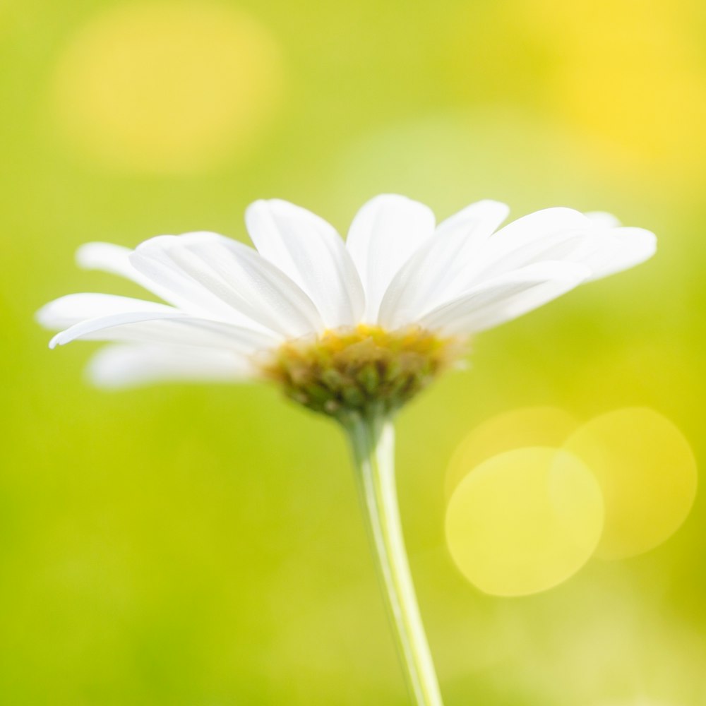 a close up of a white flower with a blurry background