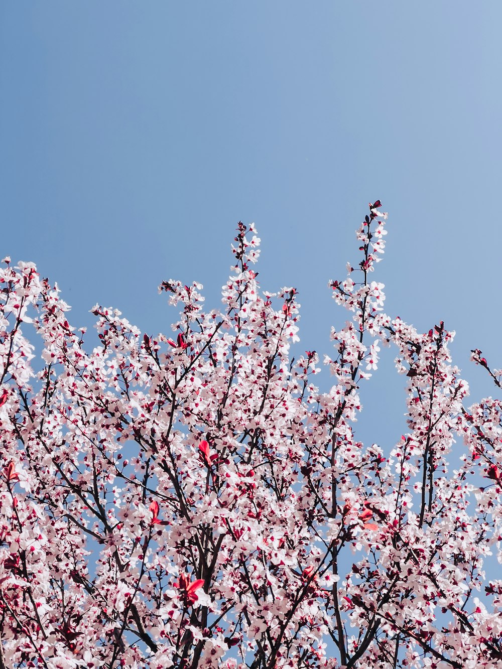 a tree with lots of pink flowers in front of a blue sky