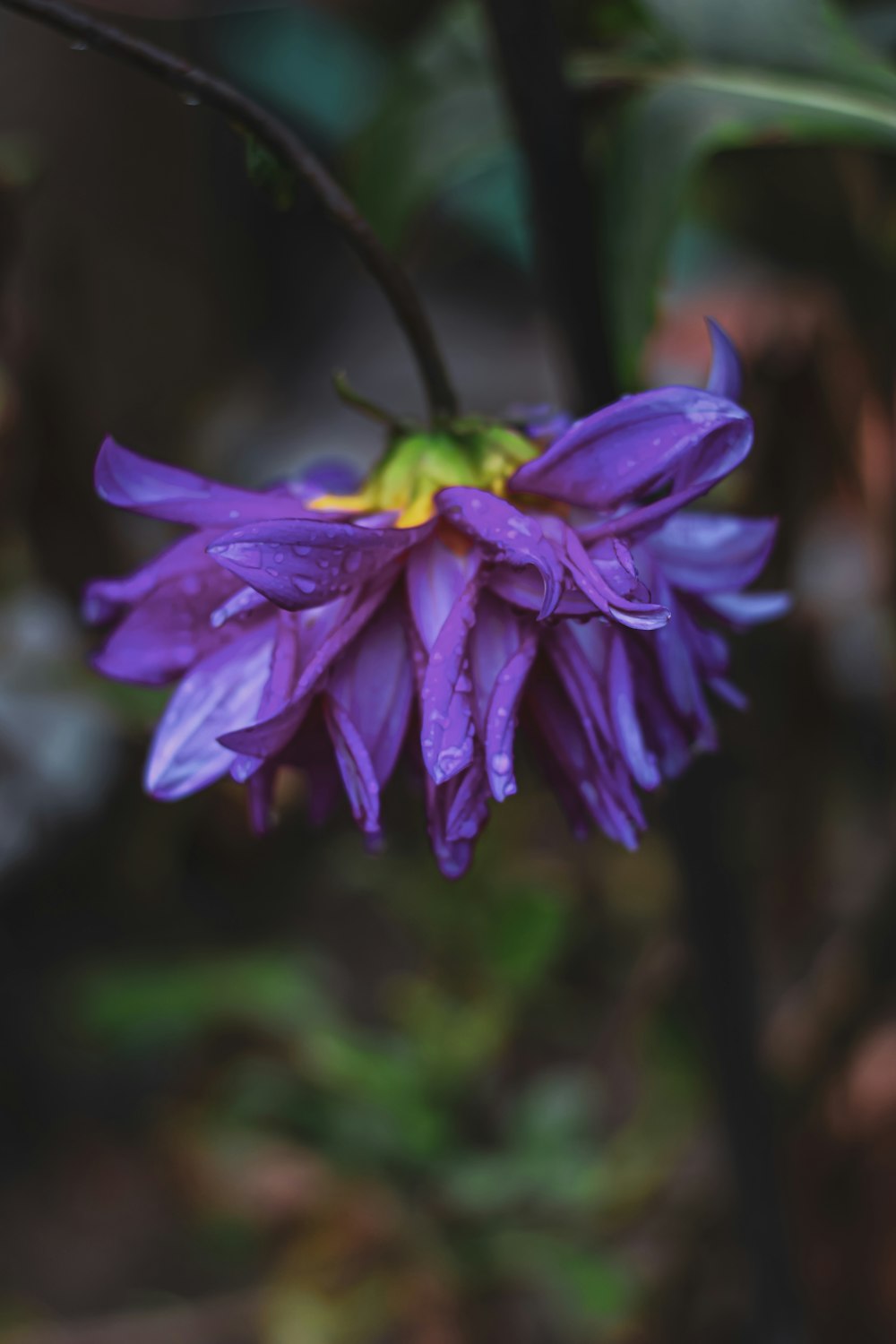 un fiore viola con un centro giallo in un giardino