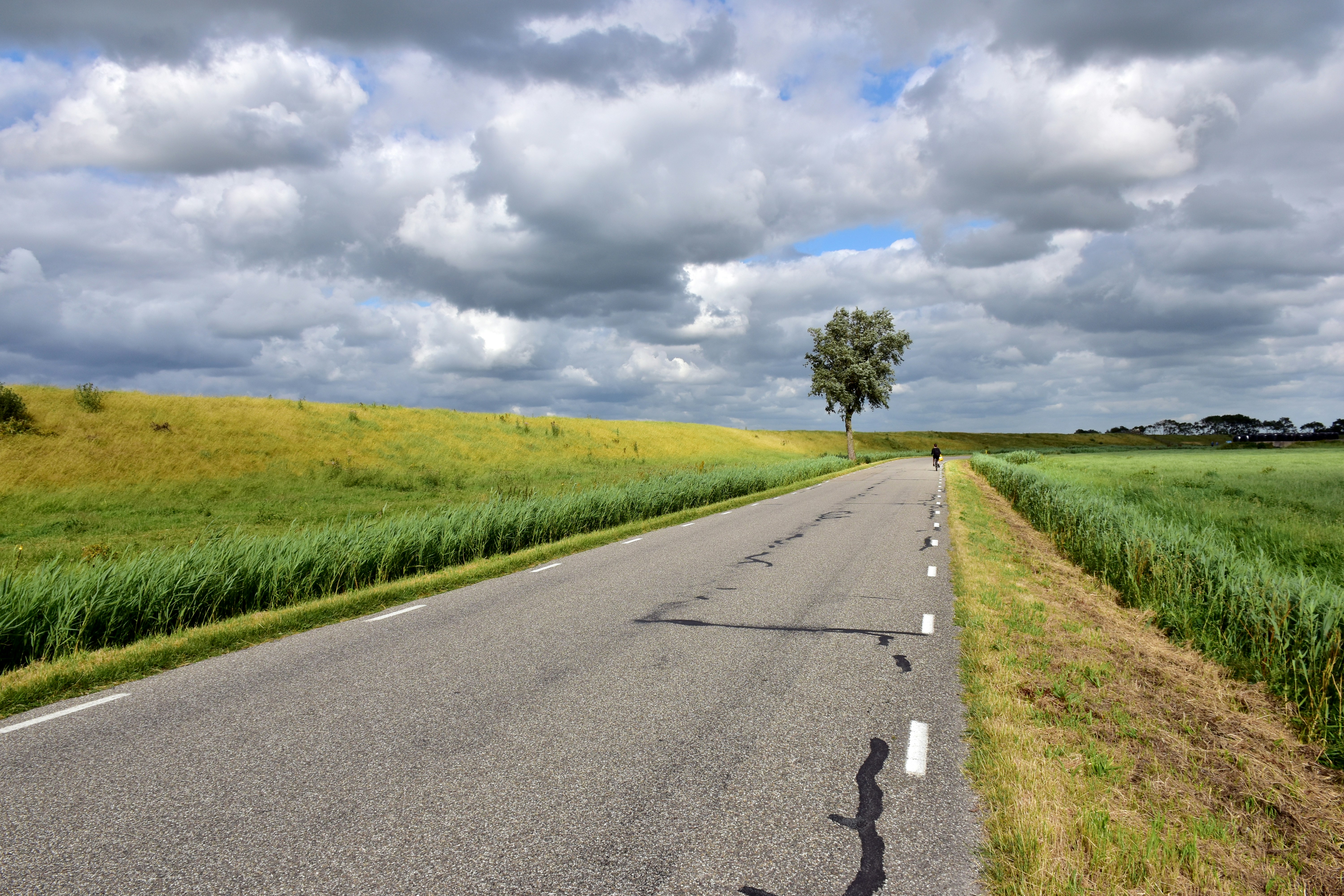a lone tree on the side of a road