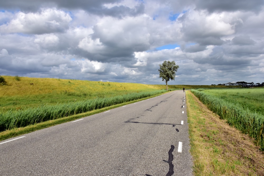 a lone tree on the side of a road