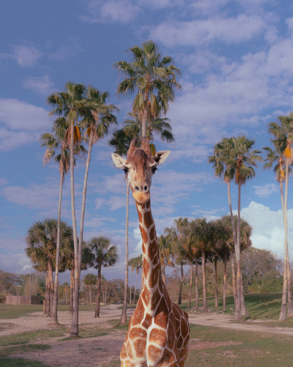 uma girafa em pé em um campo com palmeiras