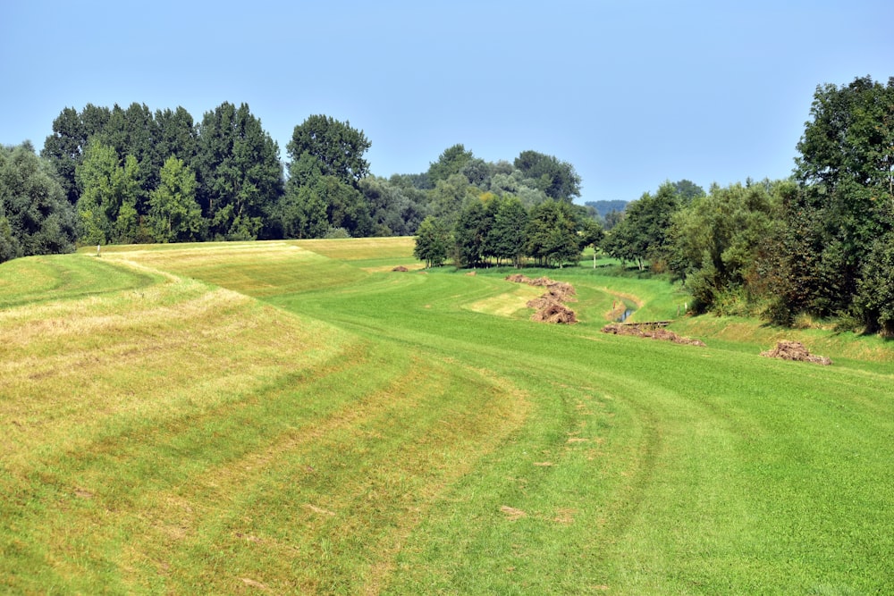 a large field of grass with trees in the background