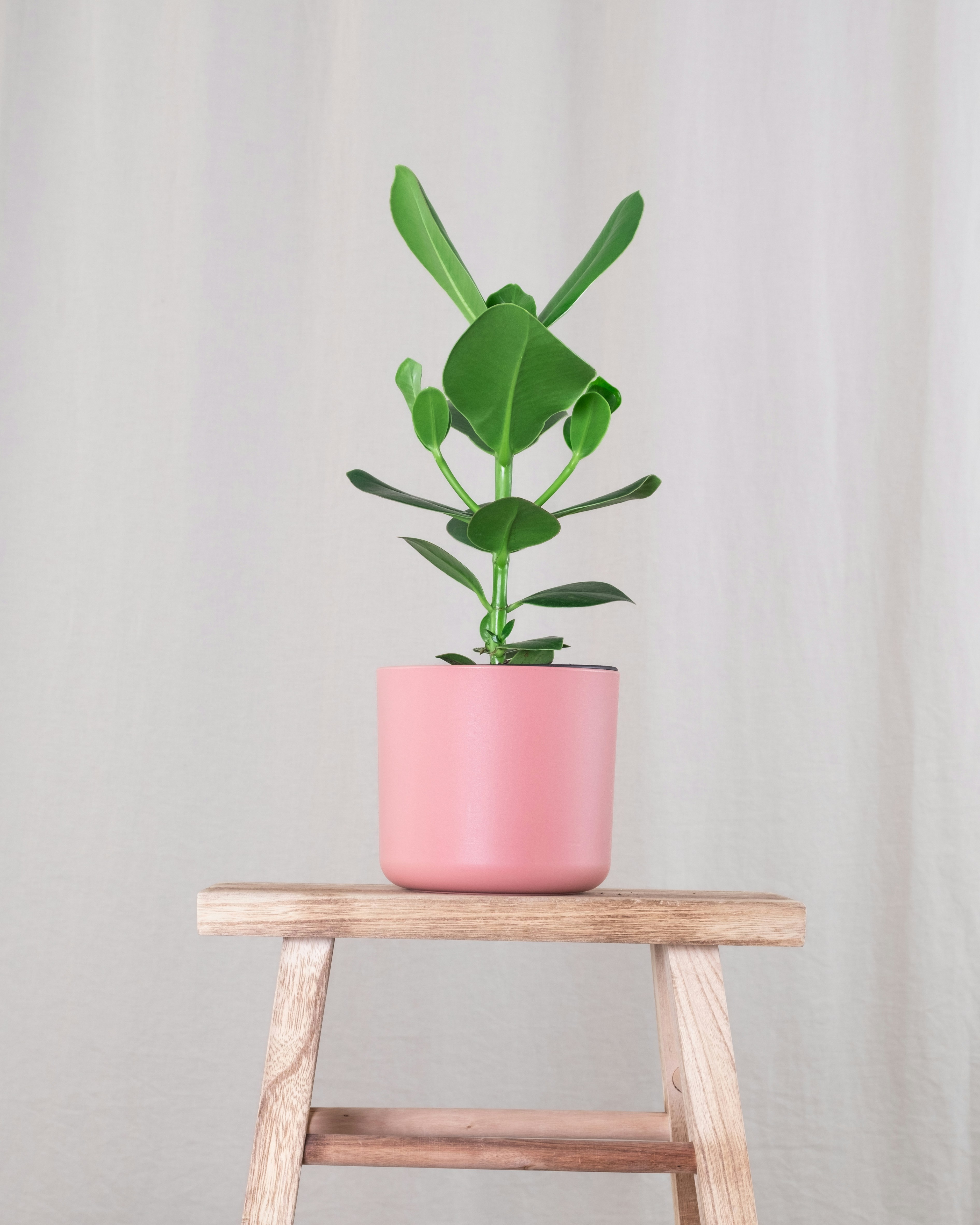 Photo by feeypflanzen