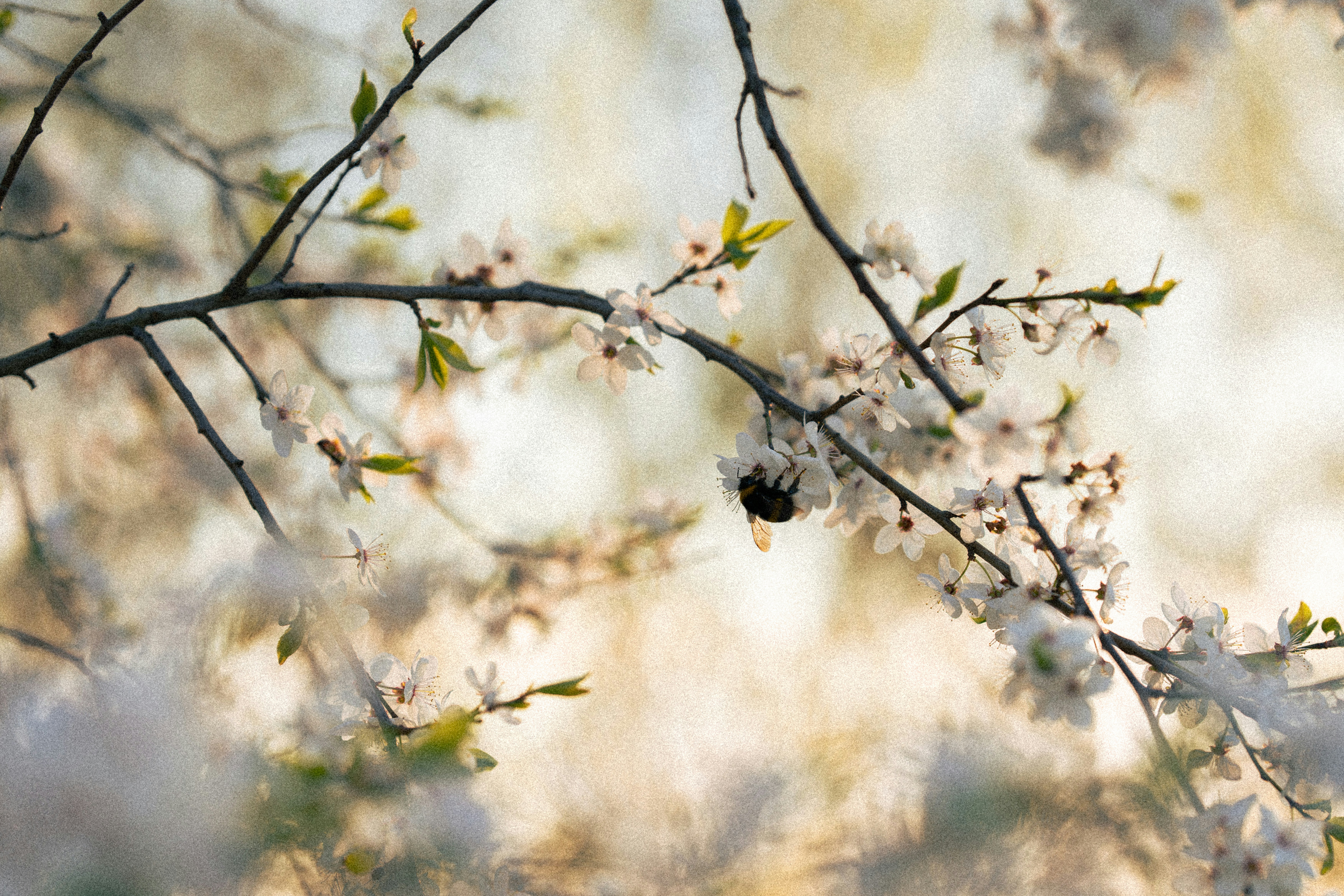 Photo by samoyedness