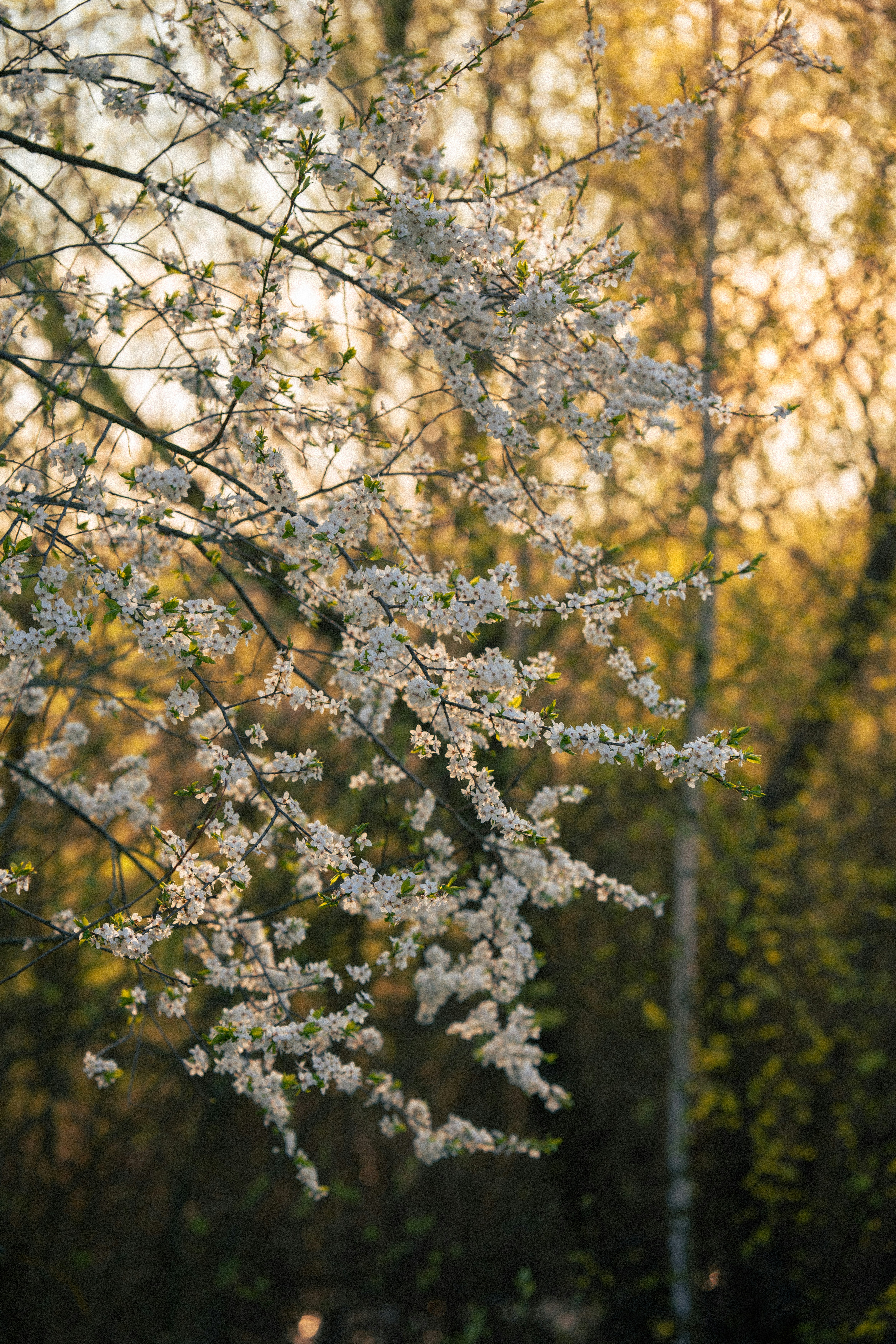 Photo by samoyedness