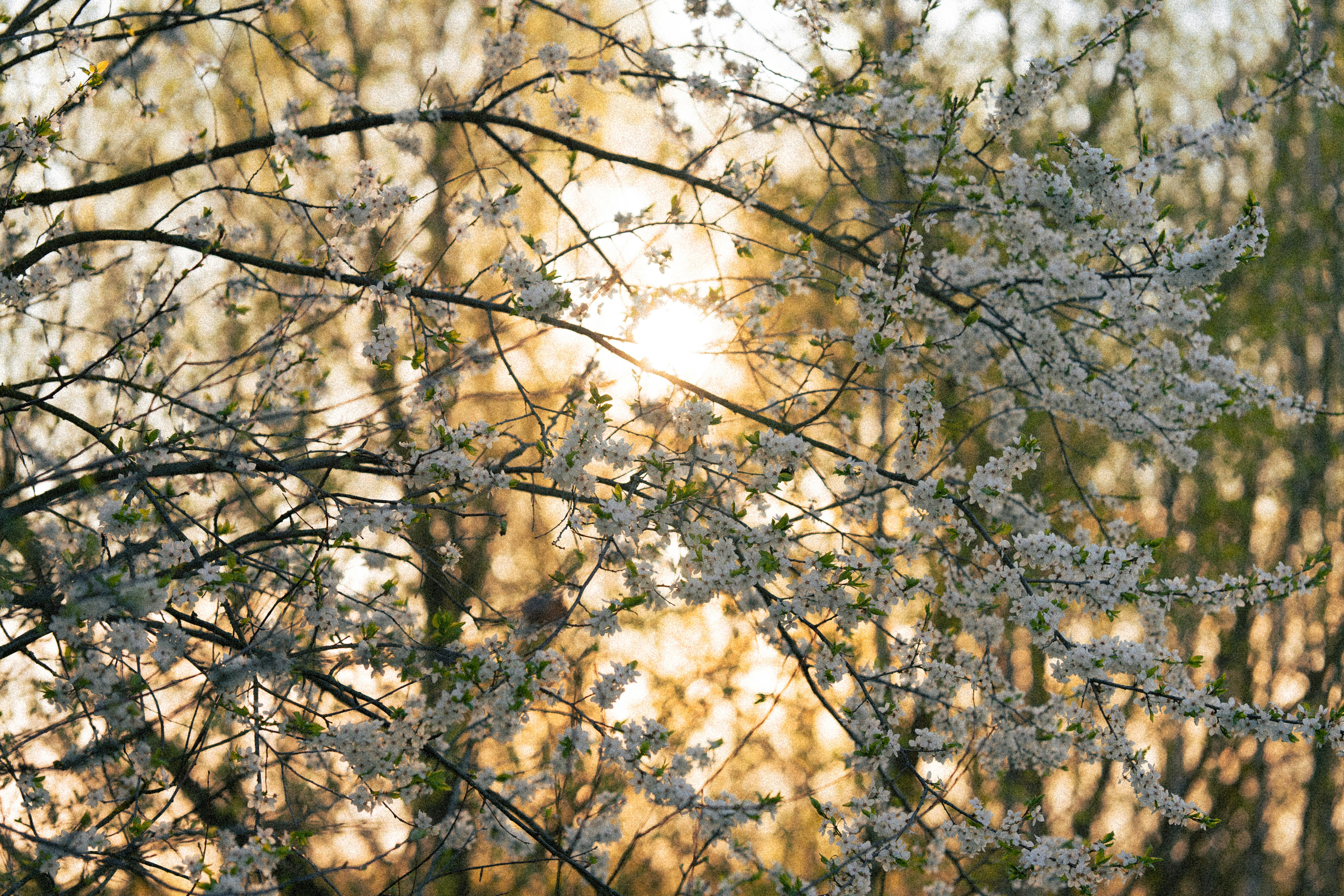 Photo by samoyedness