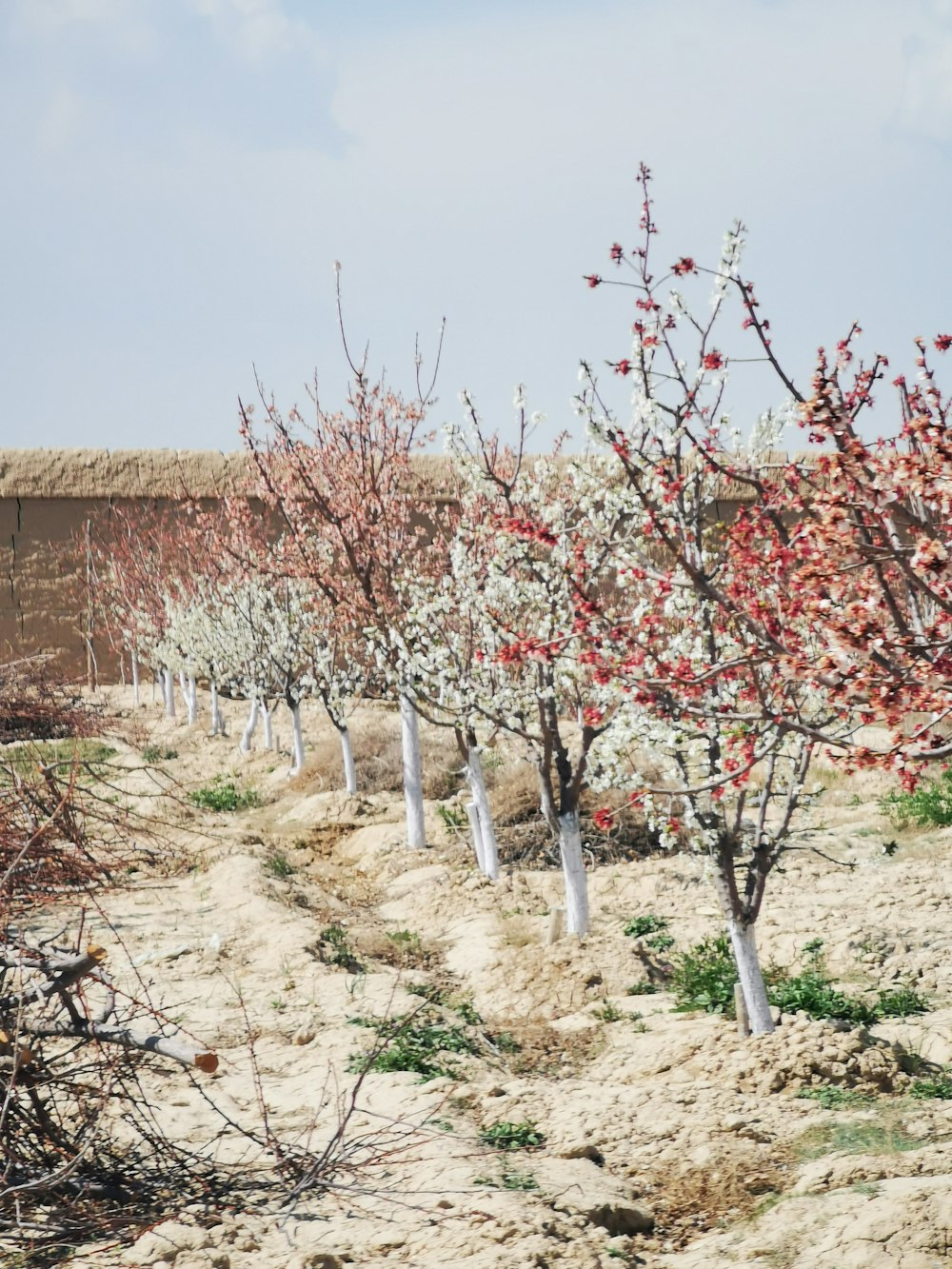 a row of trees with red flowers in the desert