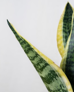 Close-up of a vibrant snake plant with its tall, variegated leaves standing proudly in a minimalist white pot.