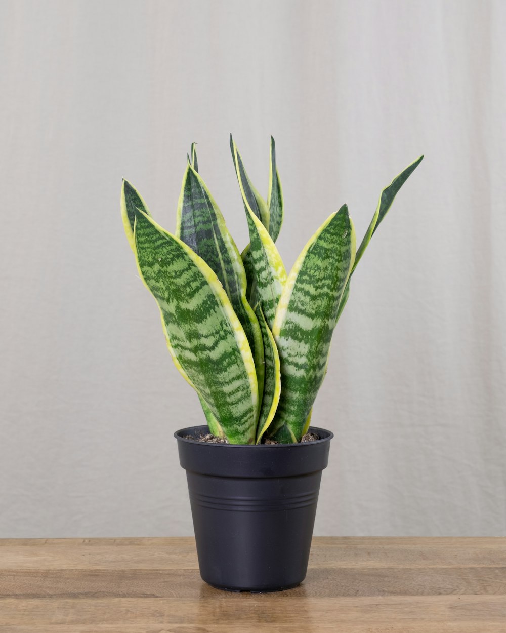 a green and white plant sitting on top of a wooden table