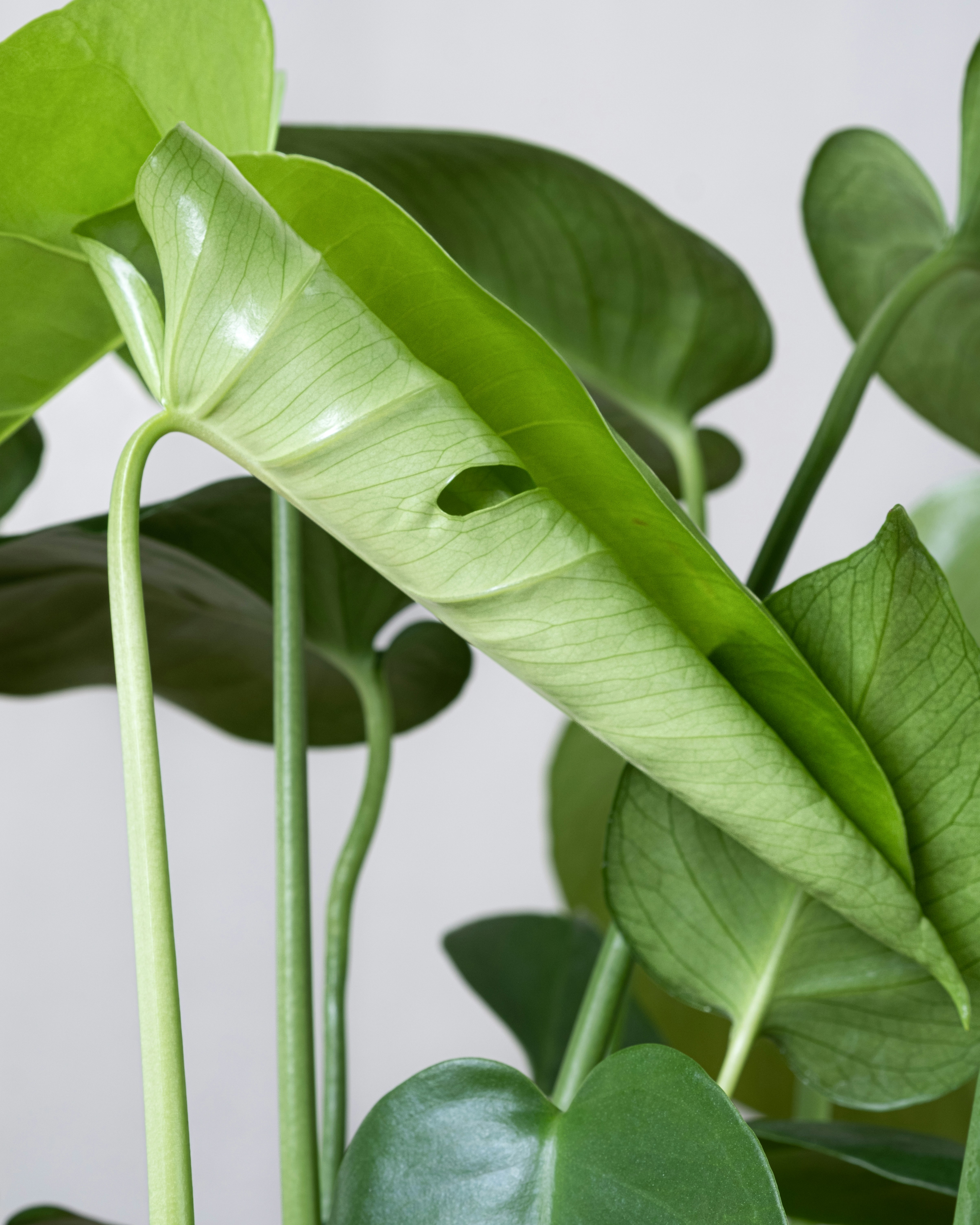 Photo by feeypflanzen