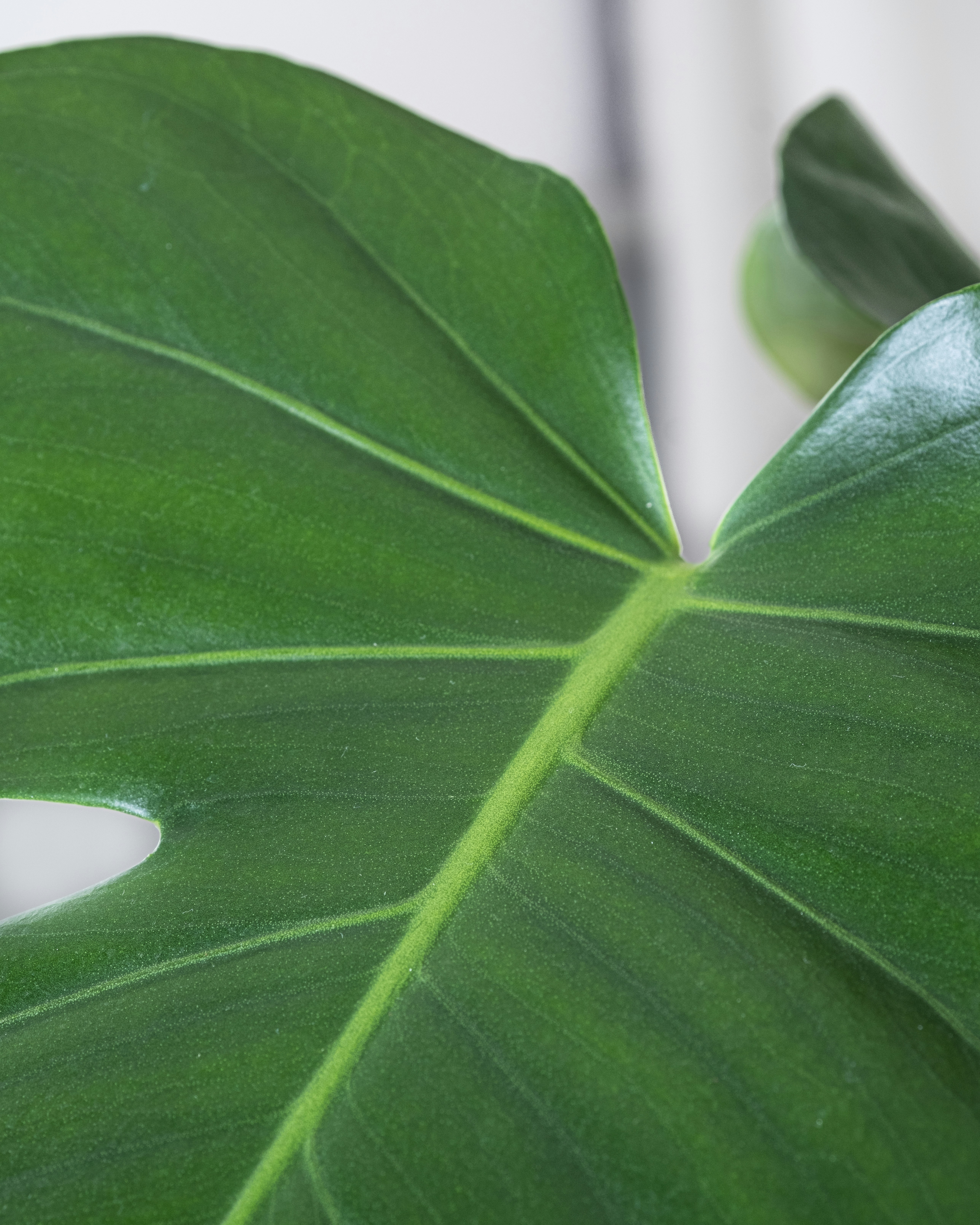 Photo by feeypflanzen