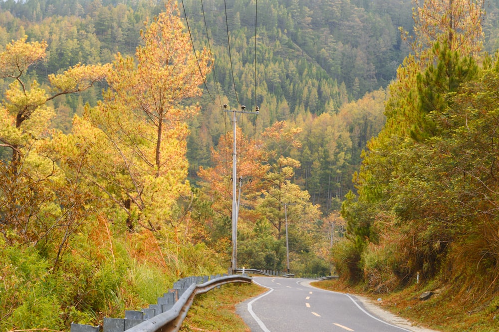 a winding road in the middle of a forest