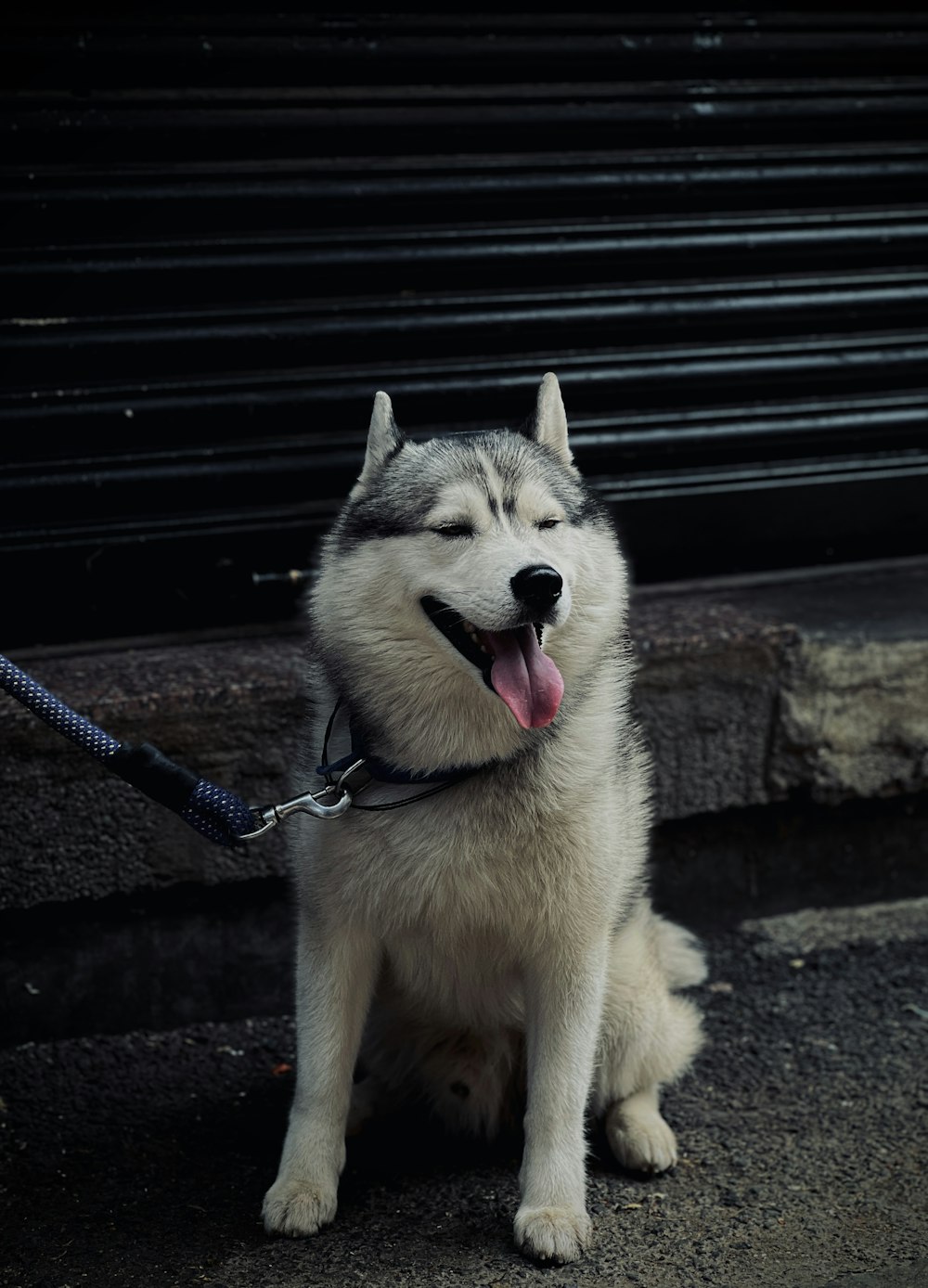 a husky dog is sitting on a leash