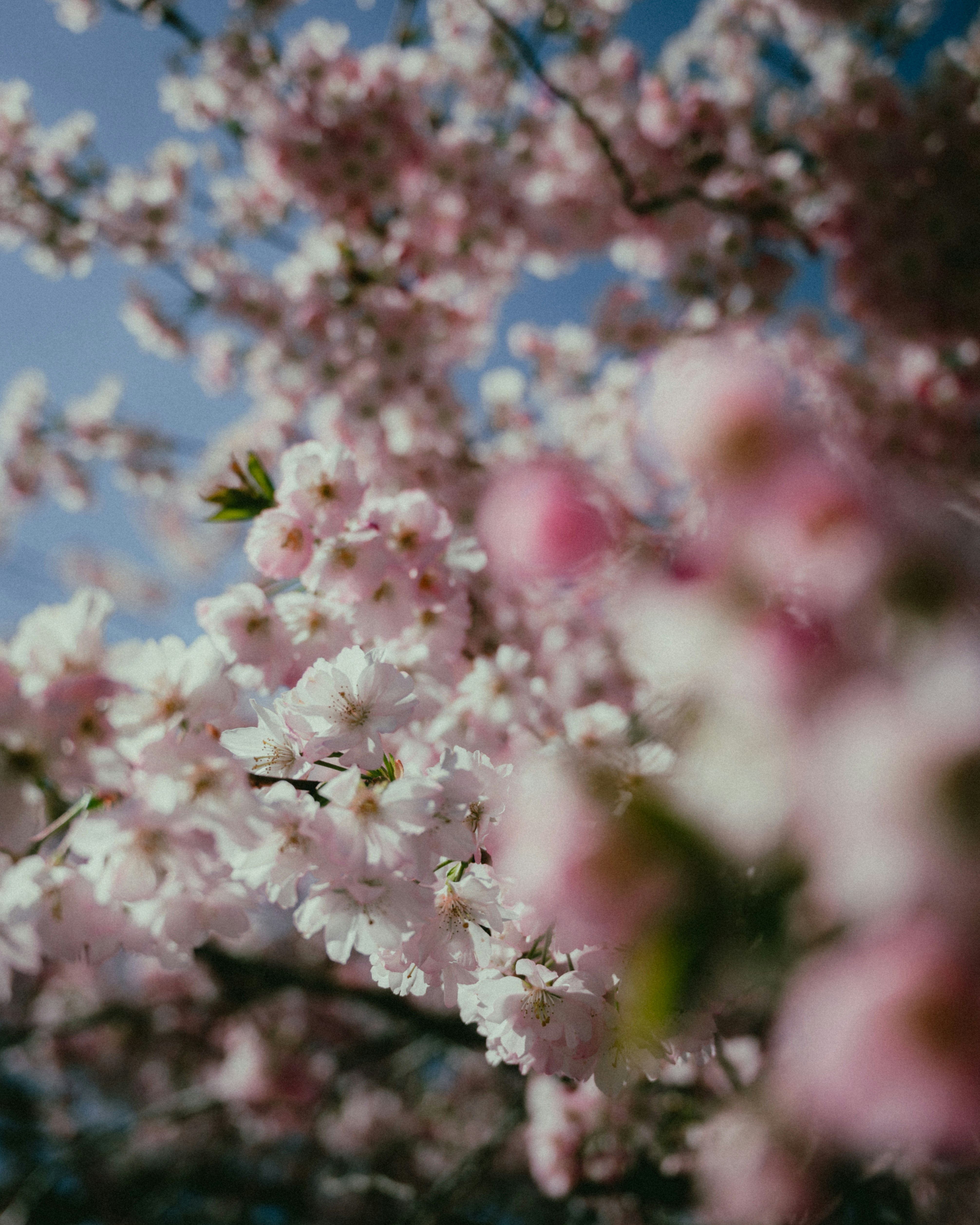 Photo by luca_severin