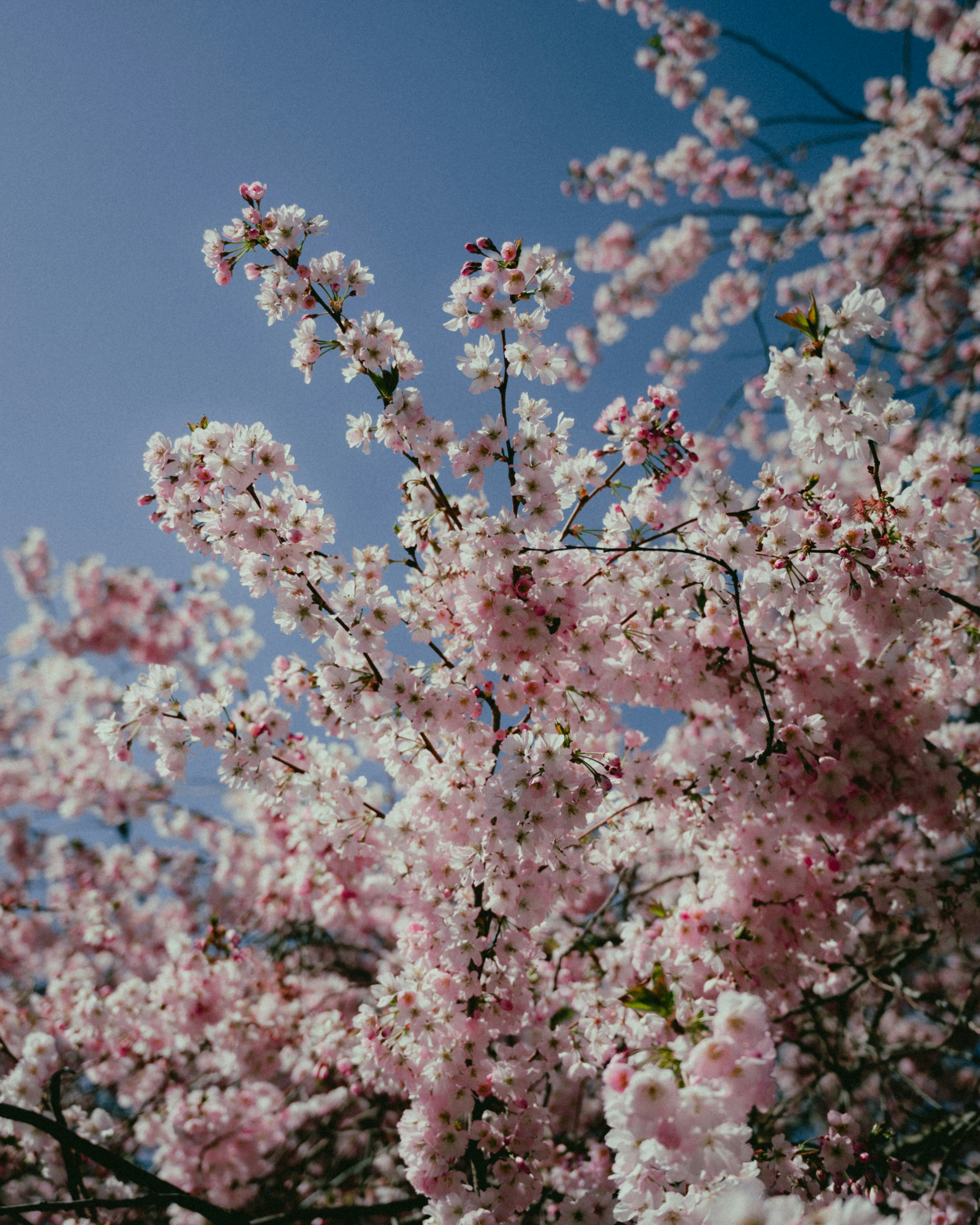 Photo by luca_severin