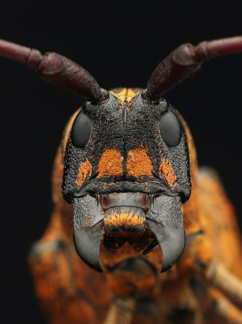 a close up of a bug with long horns