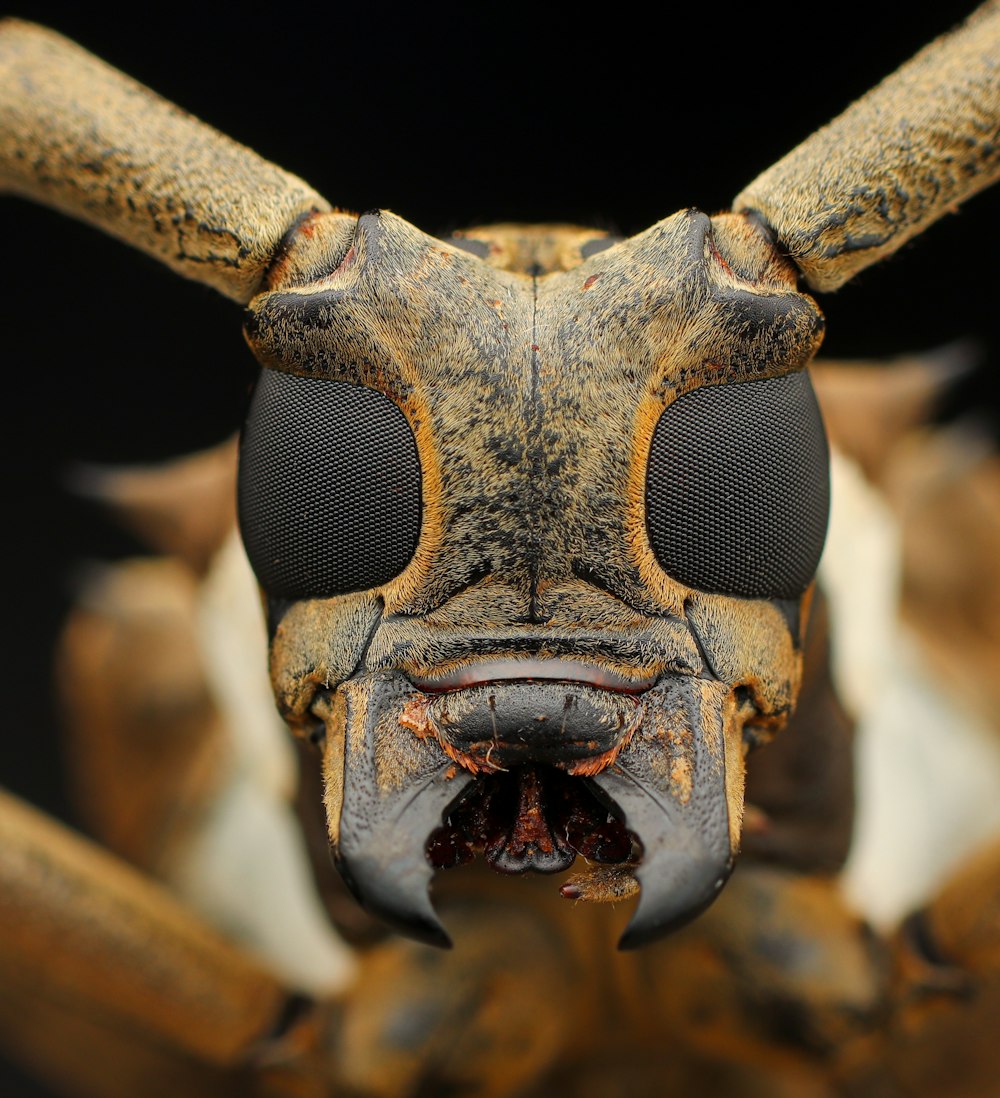 a close up of a bug's face with long horns