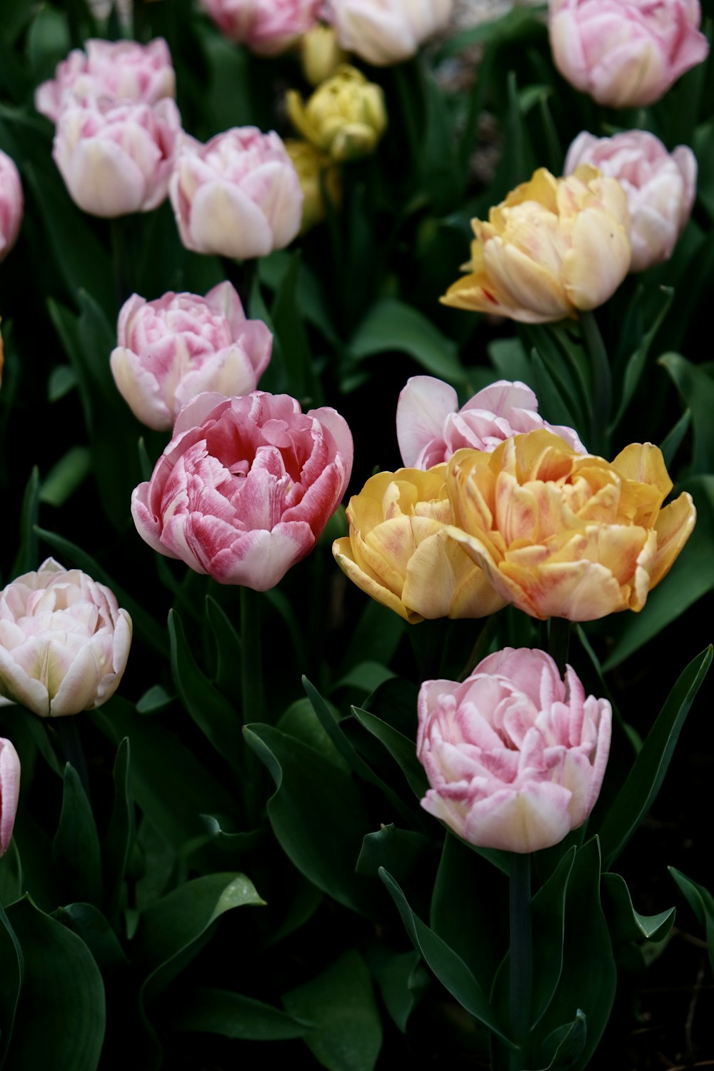 a bunch of pink and yellow flowers in a field