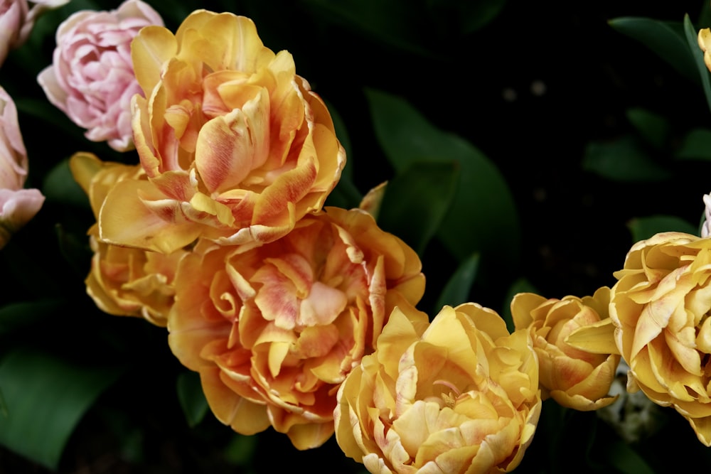 a group of yellow and pink flowers with green leaves