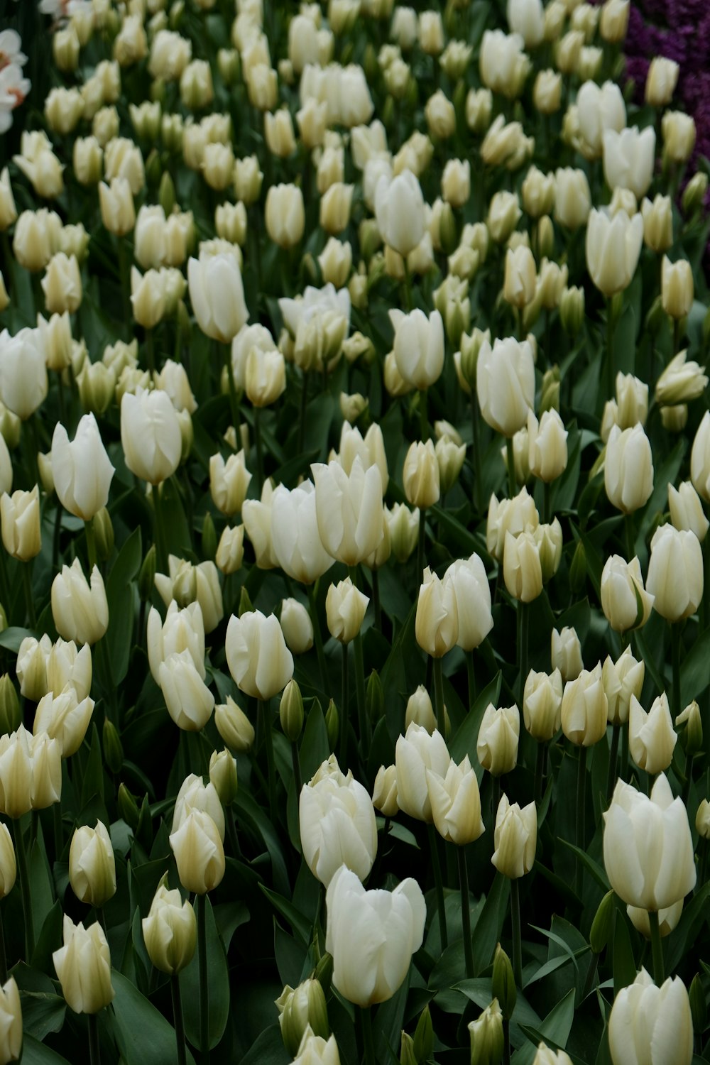 a field of white tulips with green leaves