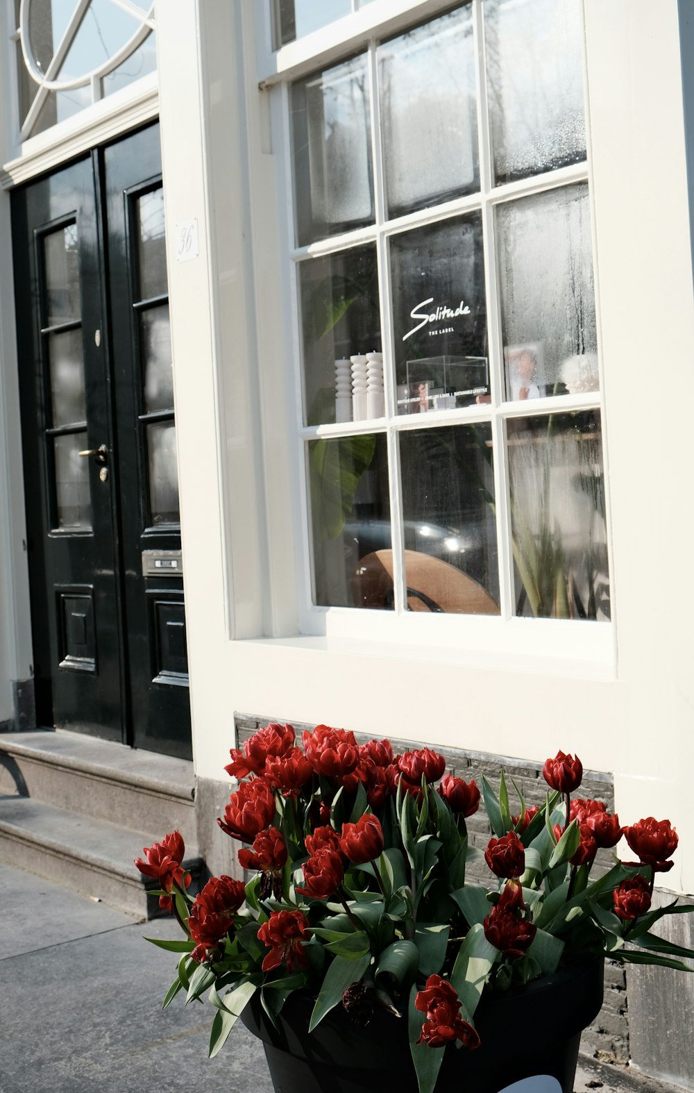 a potted plant with red flowers in front of a building