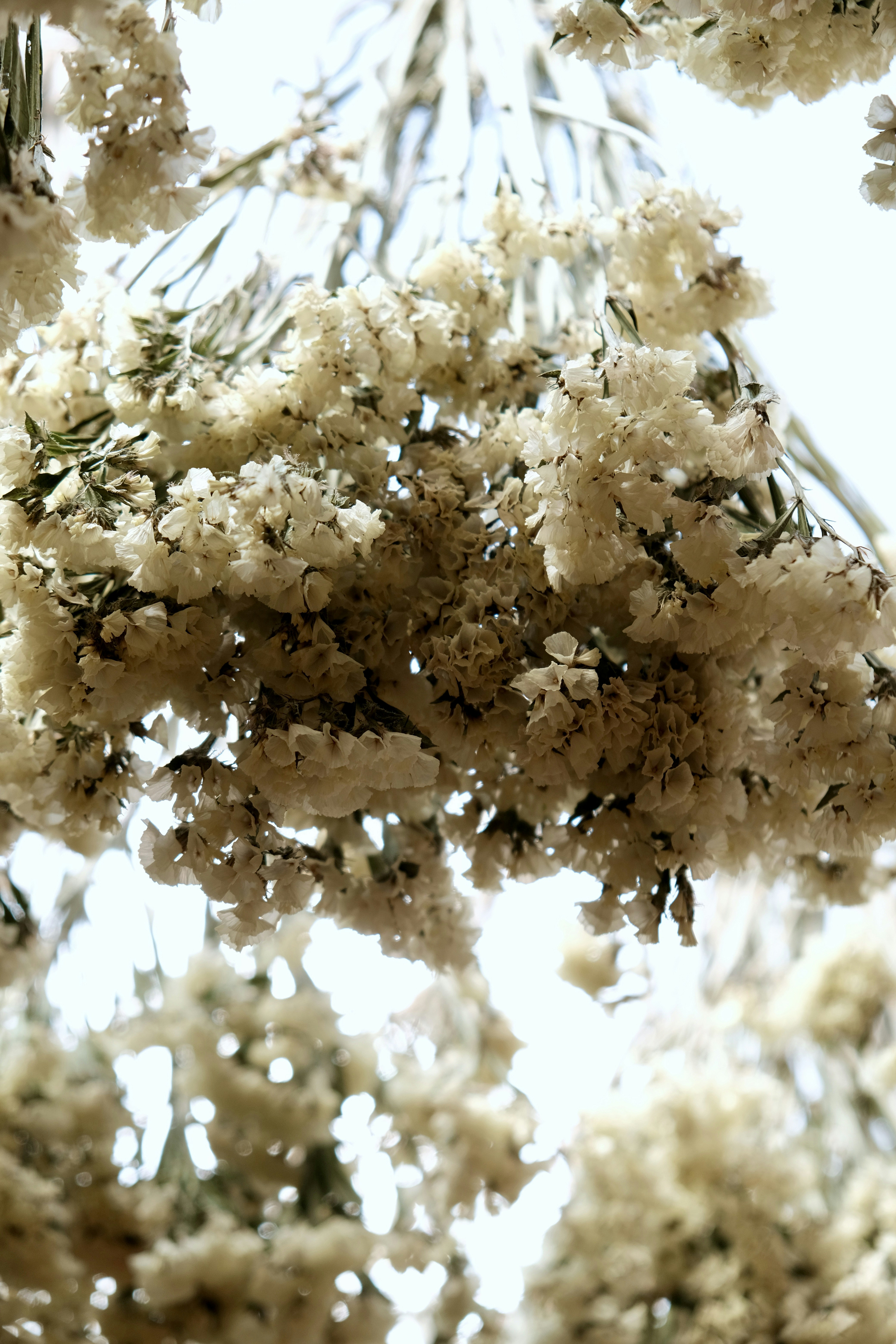 a bunch of white flowers hanging from a tree