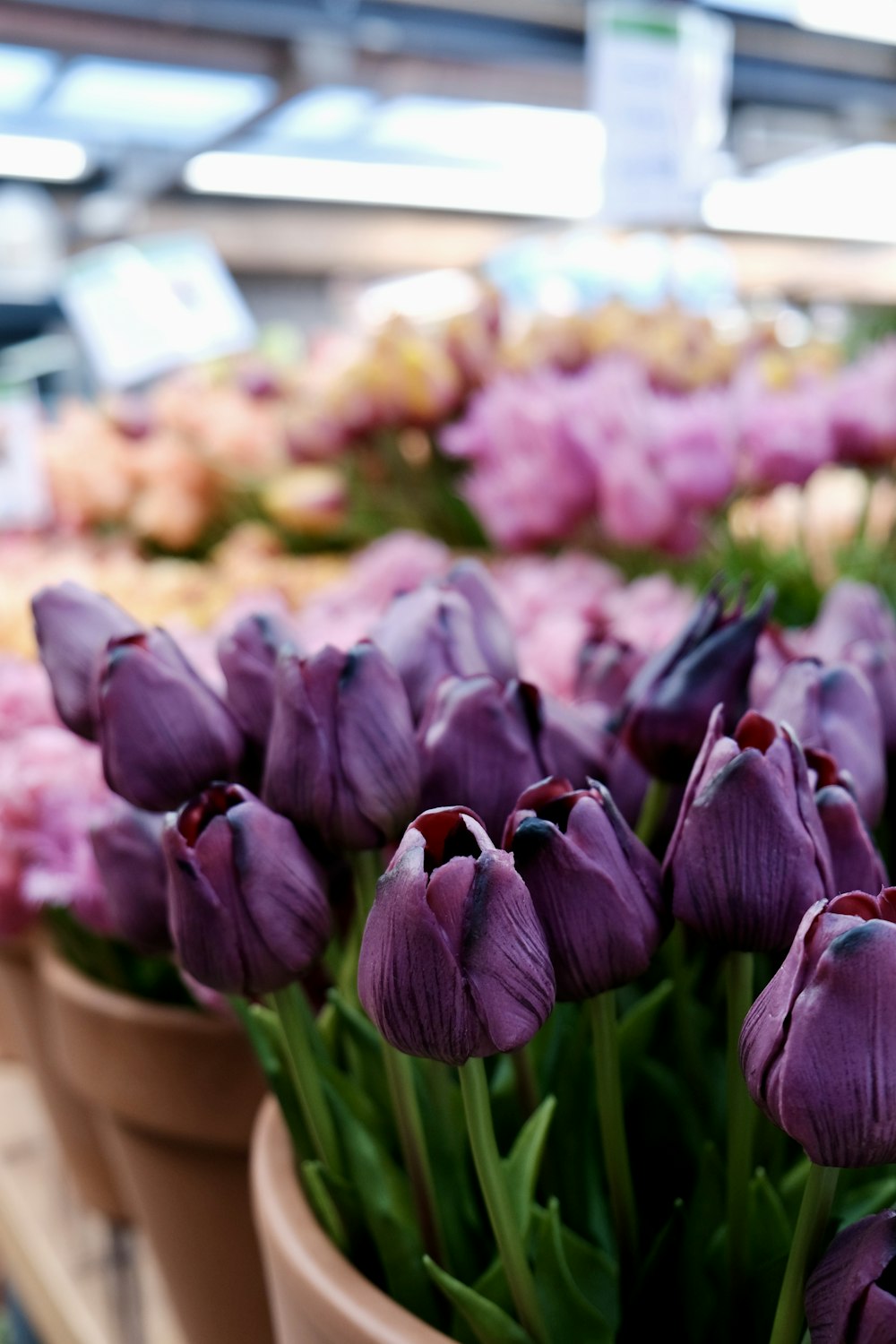 a bunch of purple flowers in a flower shop