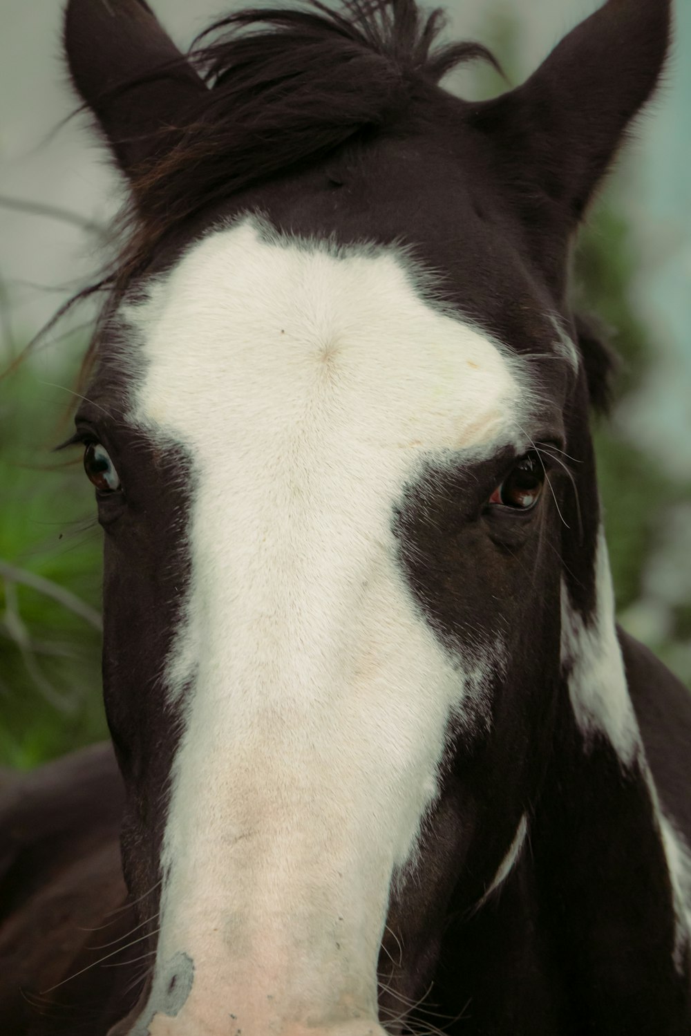 a close up of a black and white horse