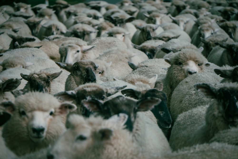 a herd of sheep standing next to each other