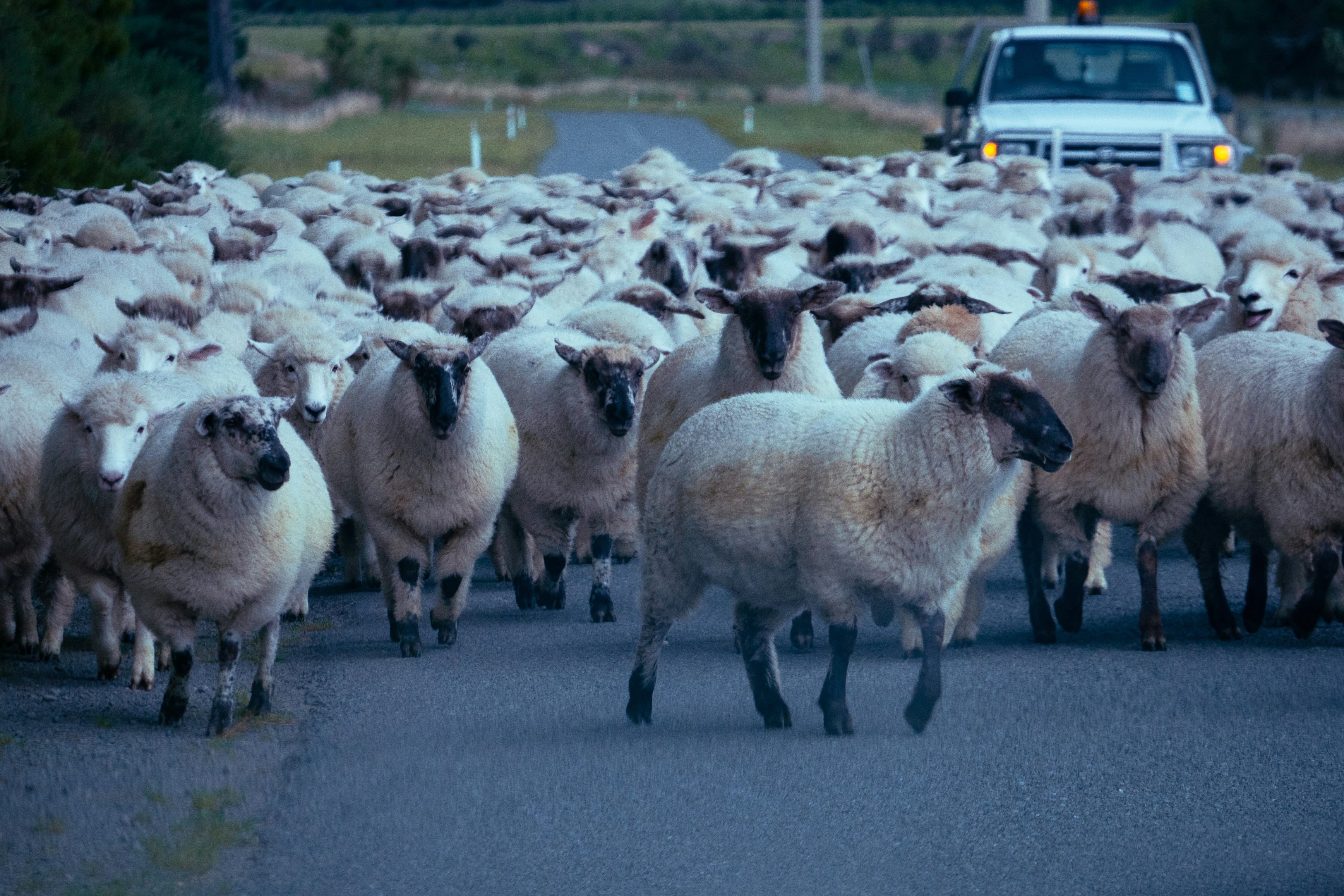 Went on holiday, got road blocked by sheep, pretty normal here in NZ