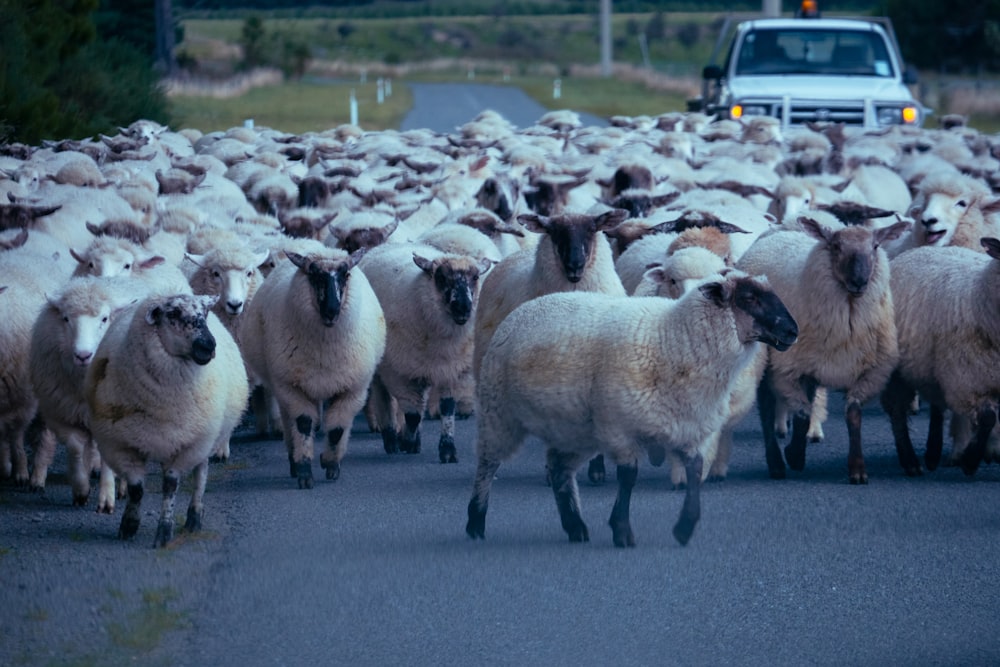 a large herd of sheep walking down a road