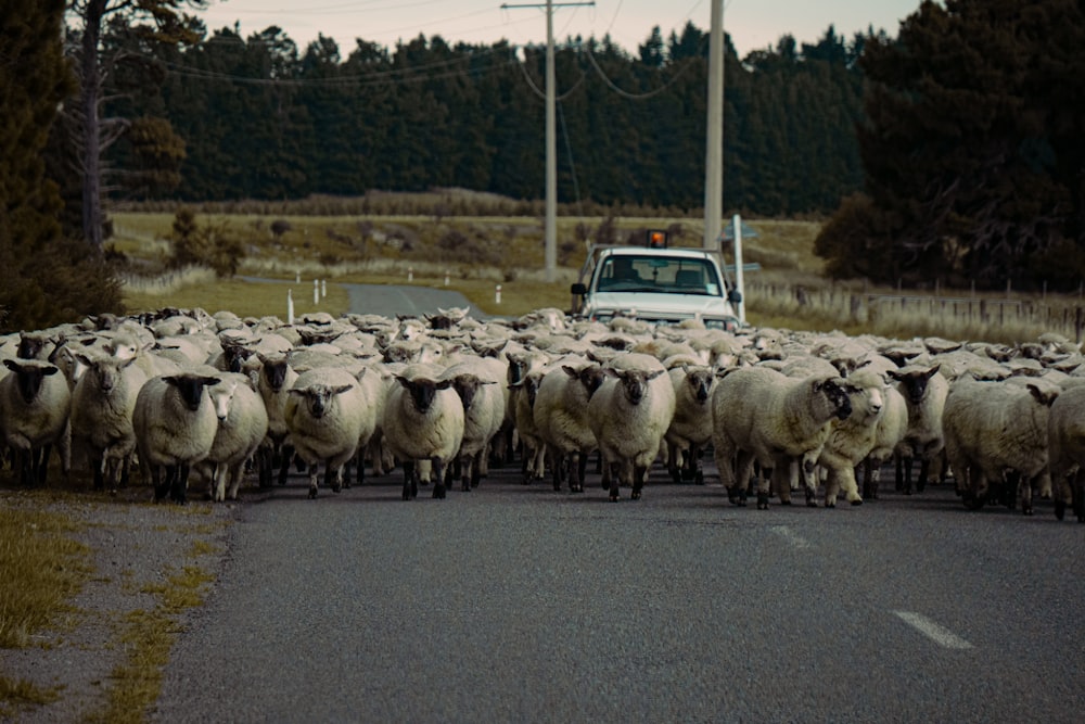 um rebanho de ovelhas andando por uma estrada