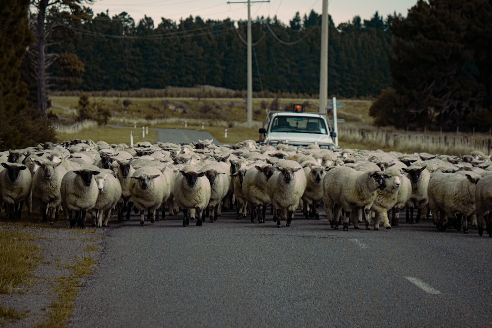 a herd of sheep walking down a road