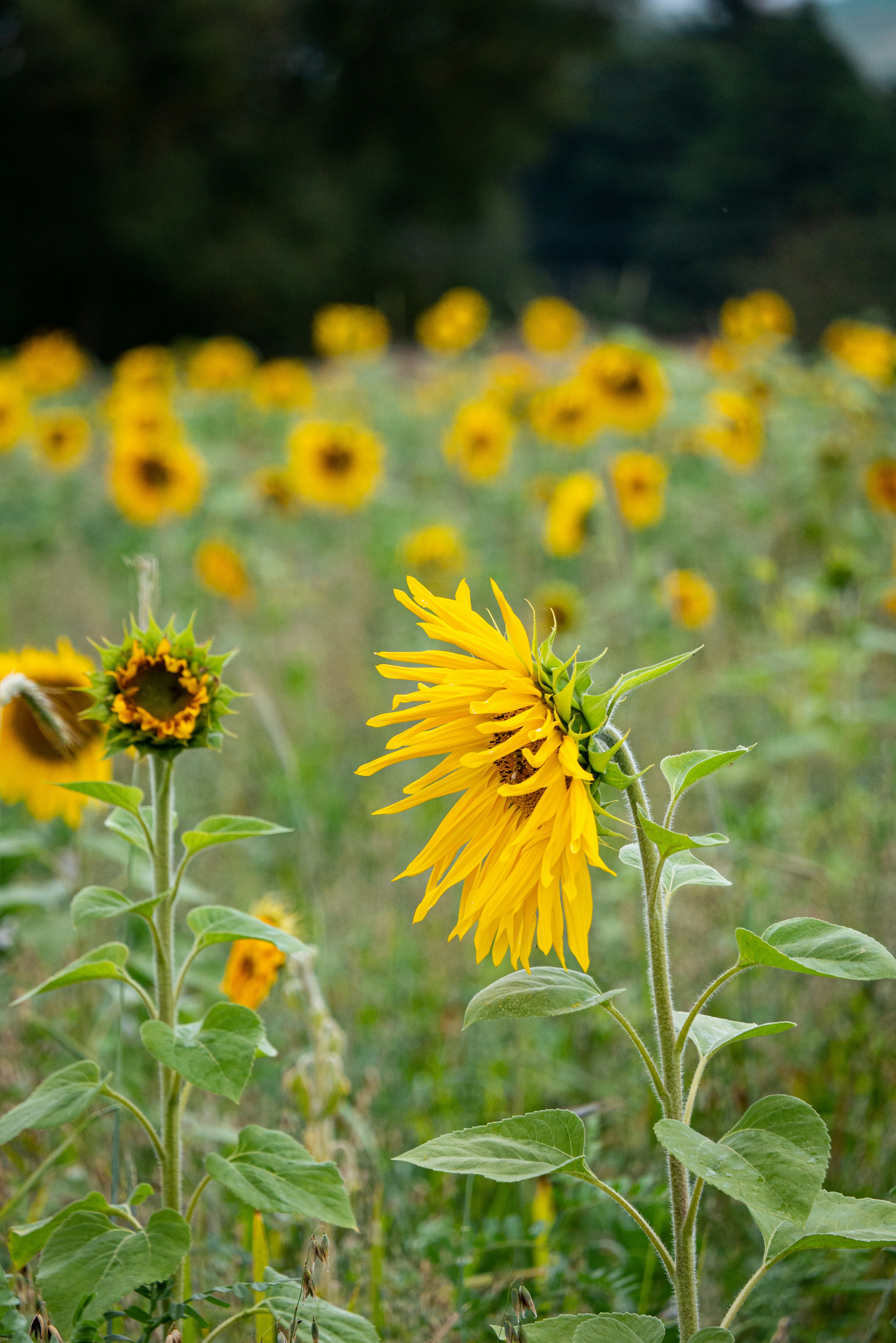 ein Feld von Sonnenblumen mit einer Biene darauf