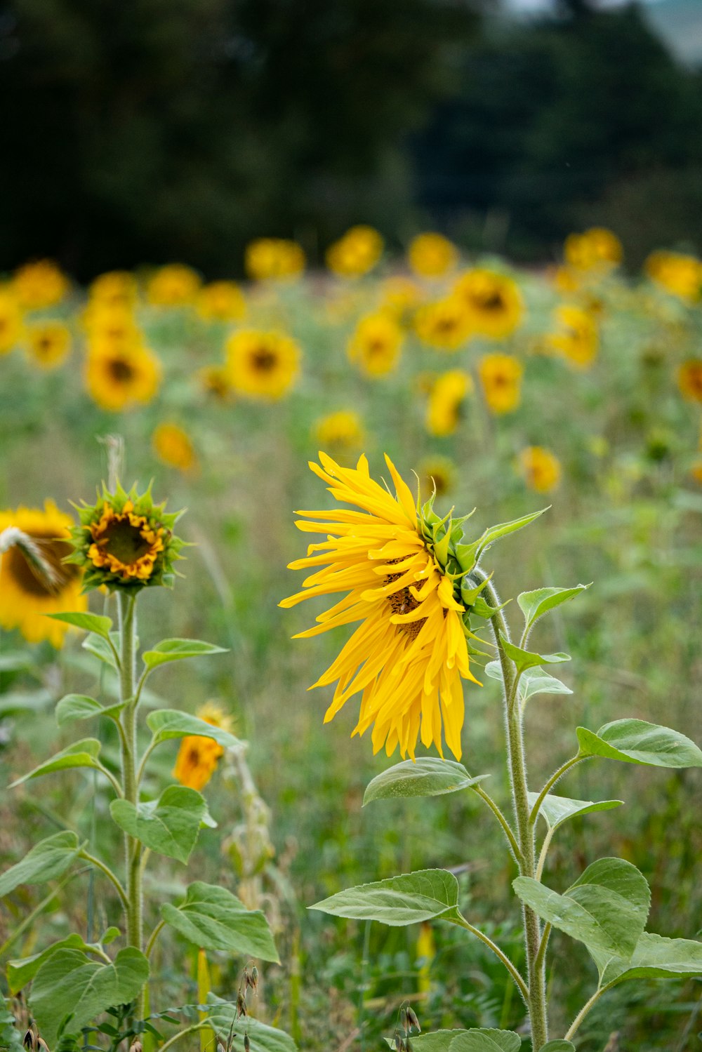 a field of sunflowers with a bee on it