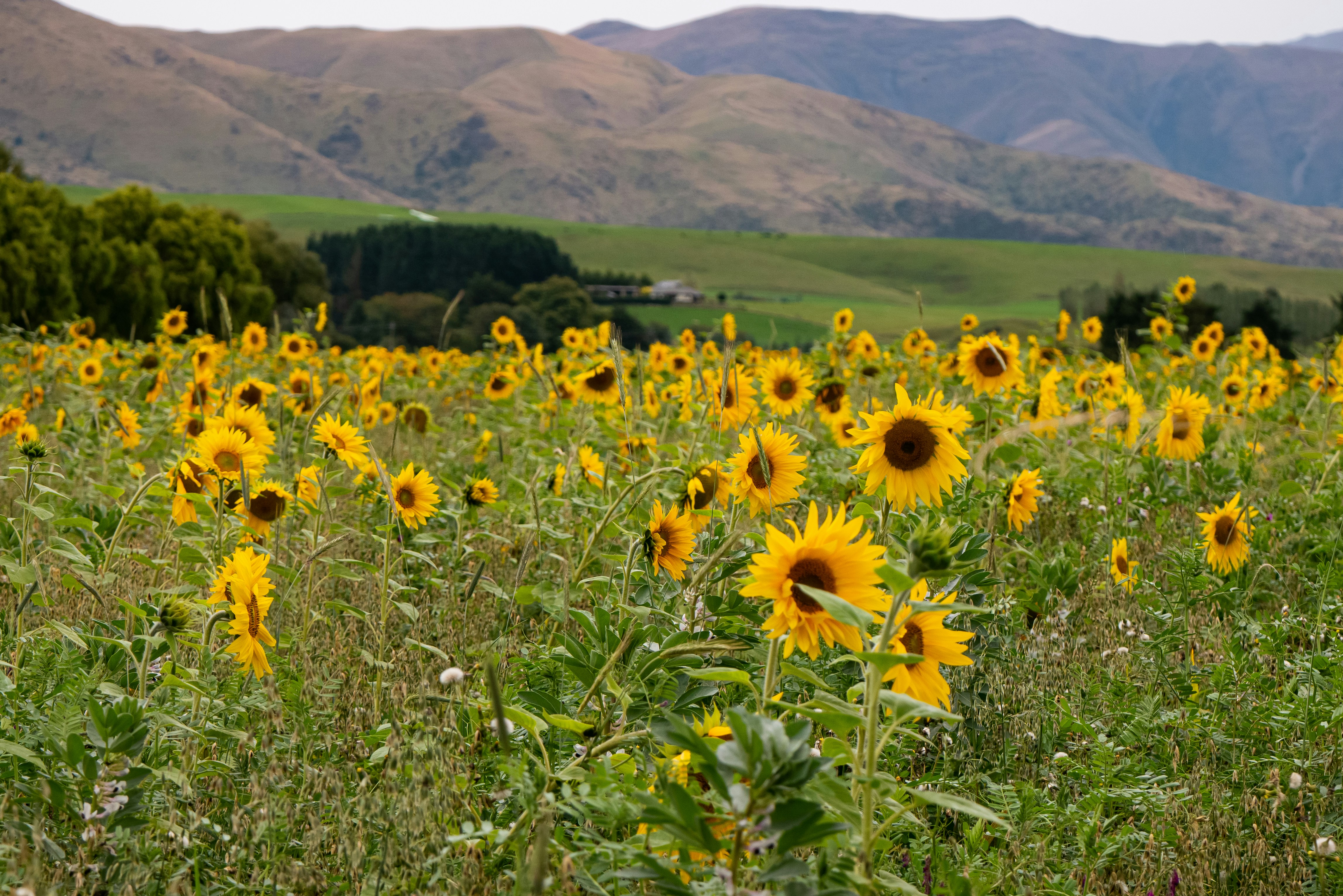Ein Sonnenblumenfeld mit Bergen im Hintergrund