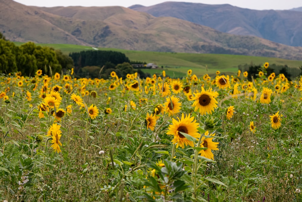 a field of sunflowers with mountains in the background