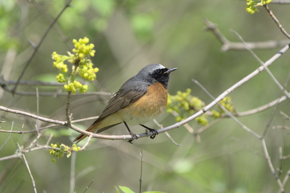 a small bird perched on a tree branch