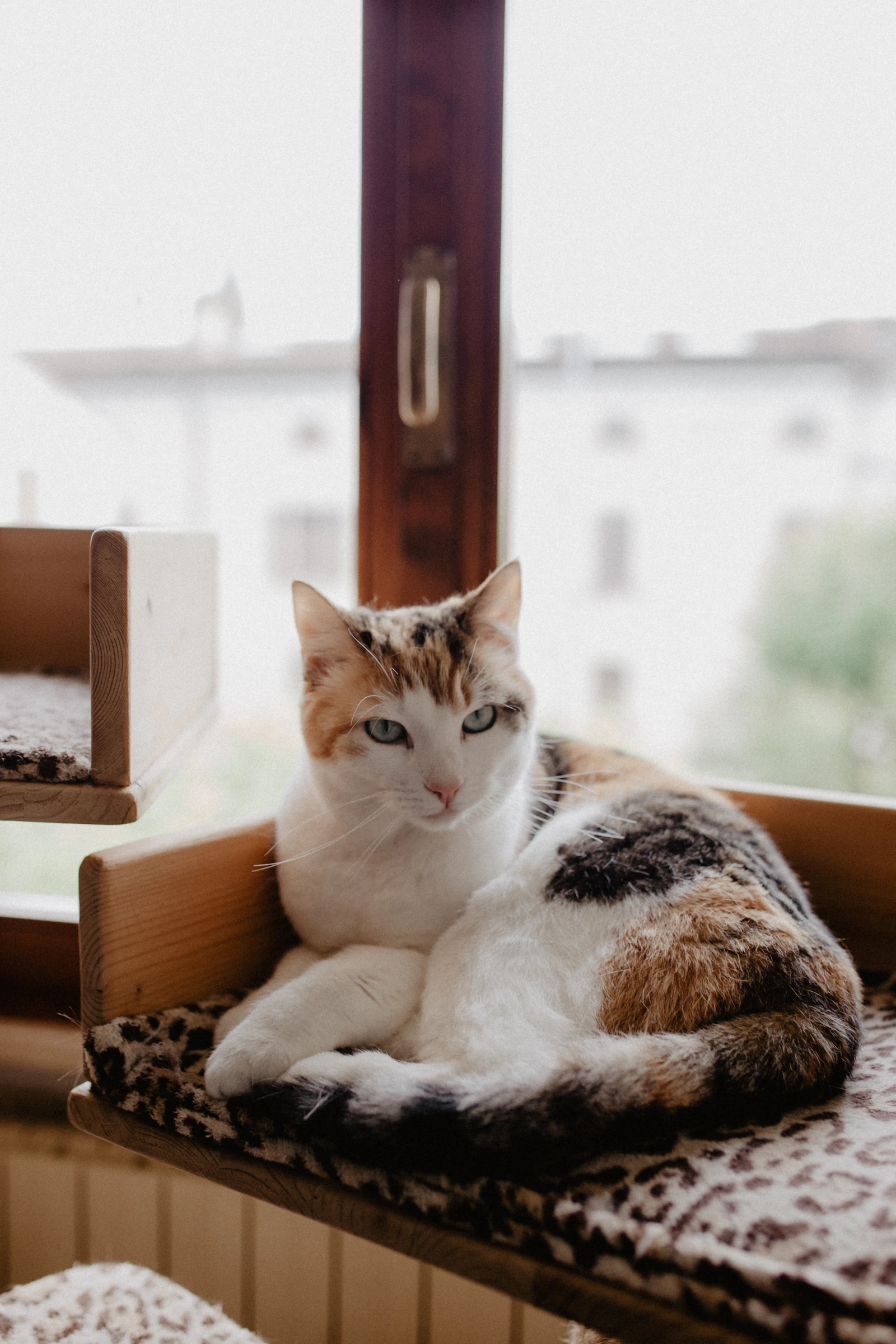 Chat tricolore installé près d'une fenêtre dans un intérieur