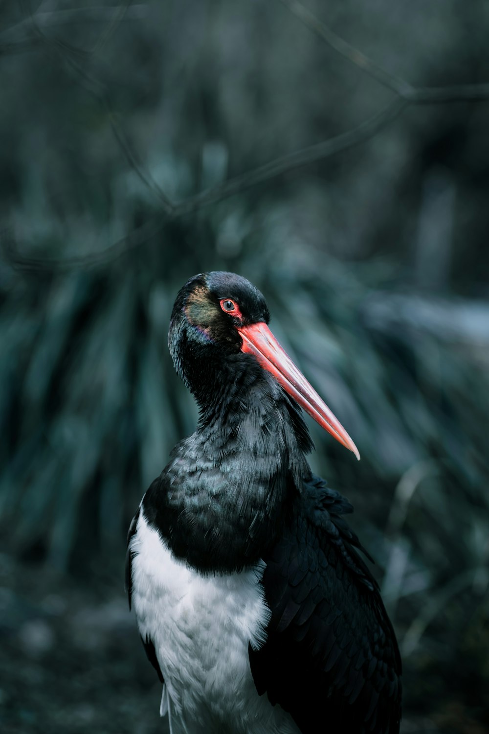 a black and white bird with a red beak