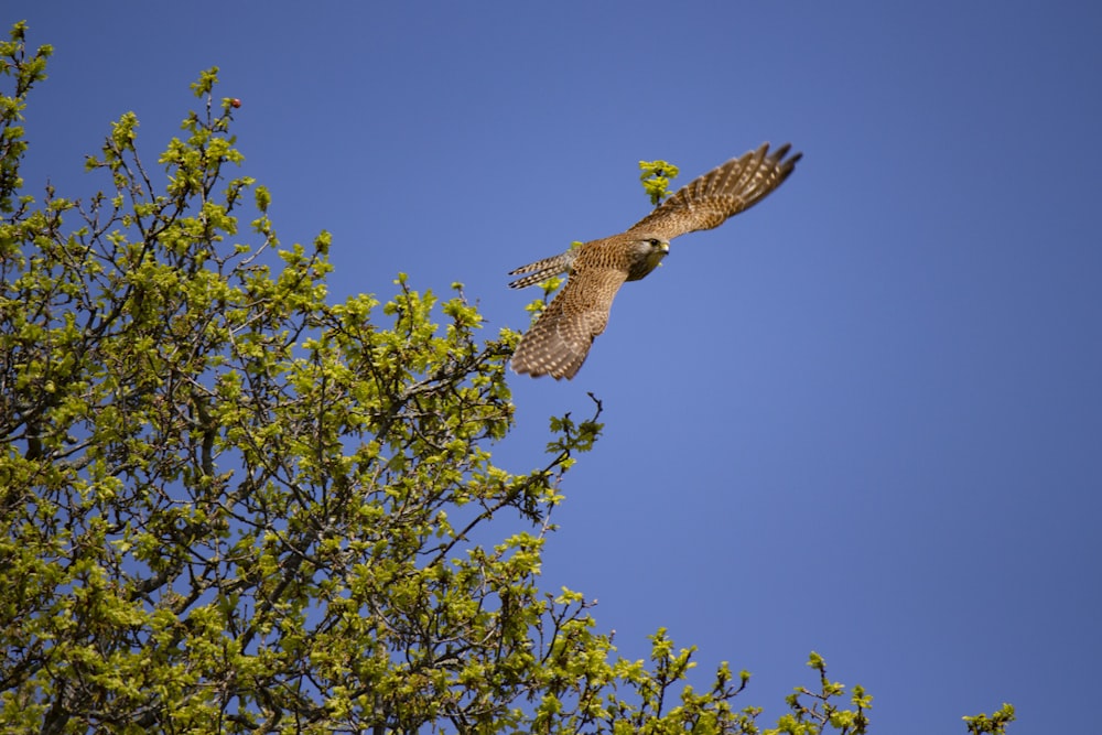 a bird flying over a tree with a blue sky in the background