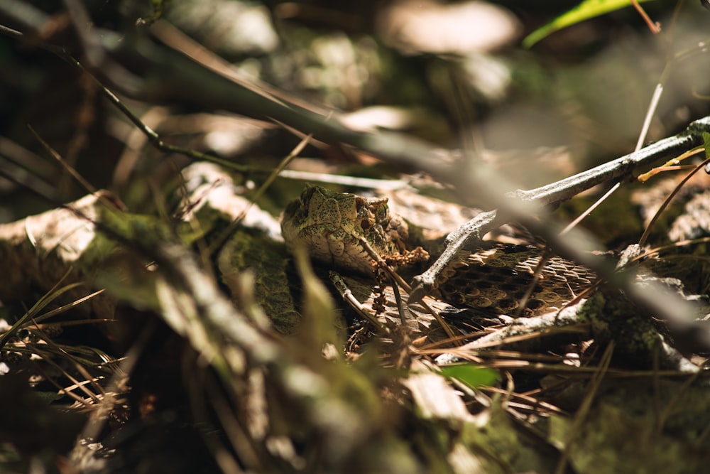 a frog is sitting on the ground in the grass