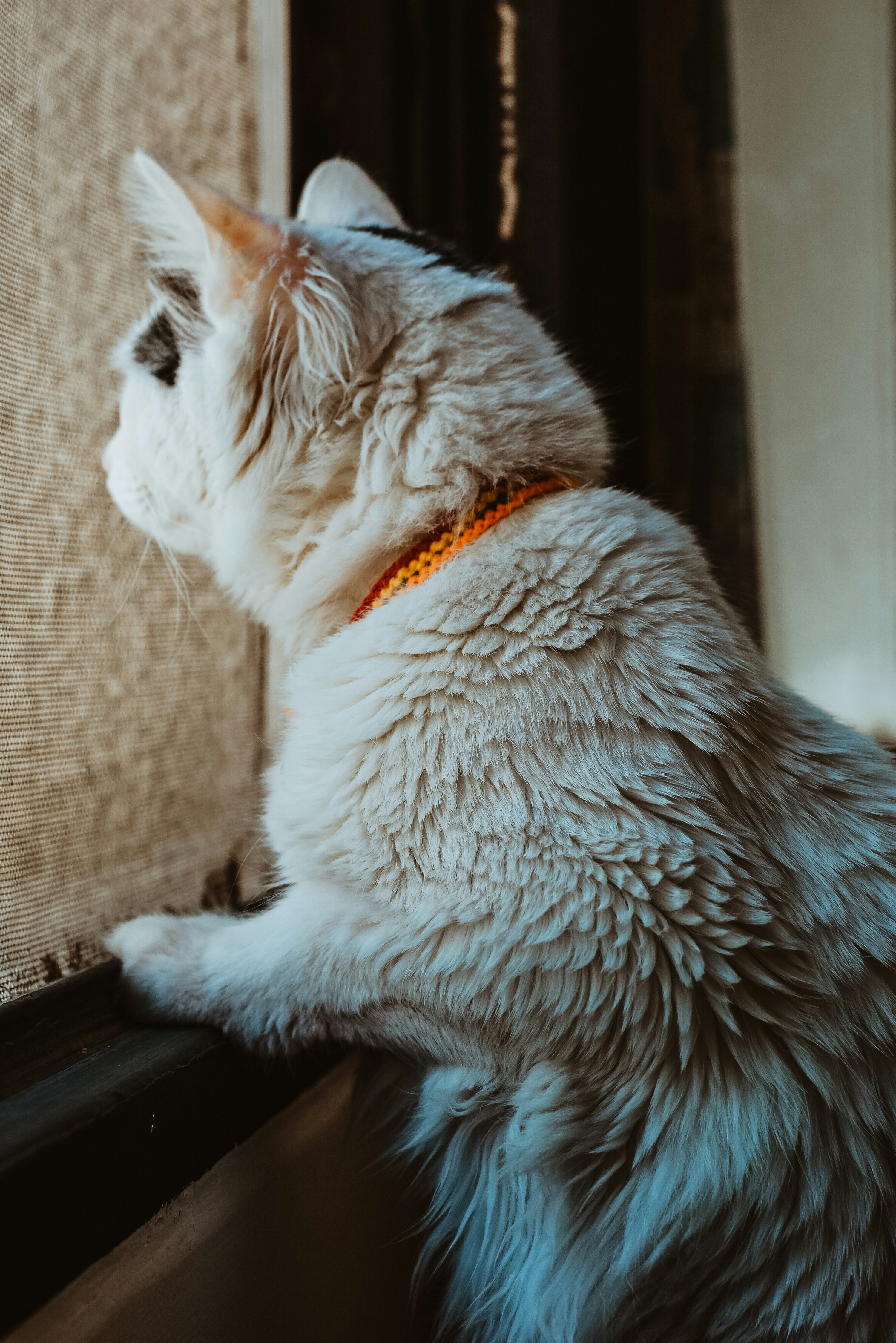 The Waiting by the Door (image credits: unsplash)