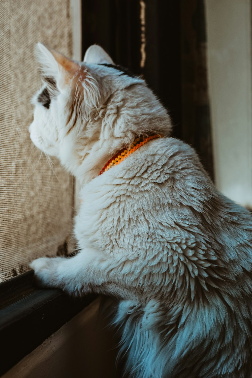 a cat sitting on a window sill looking out the window