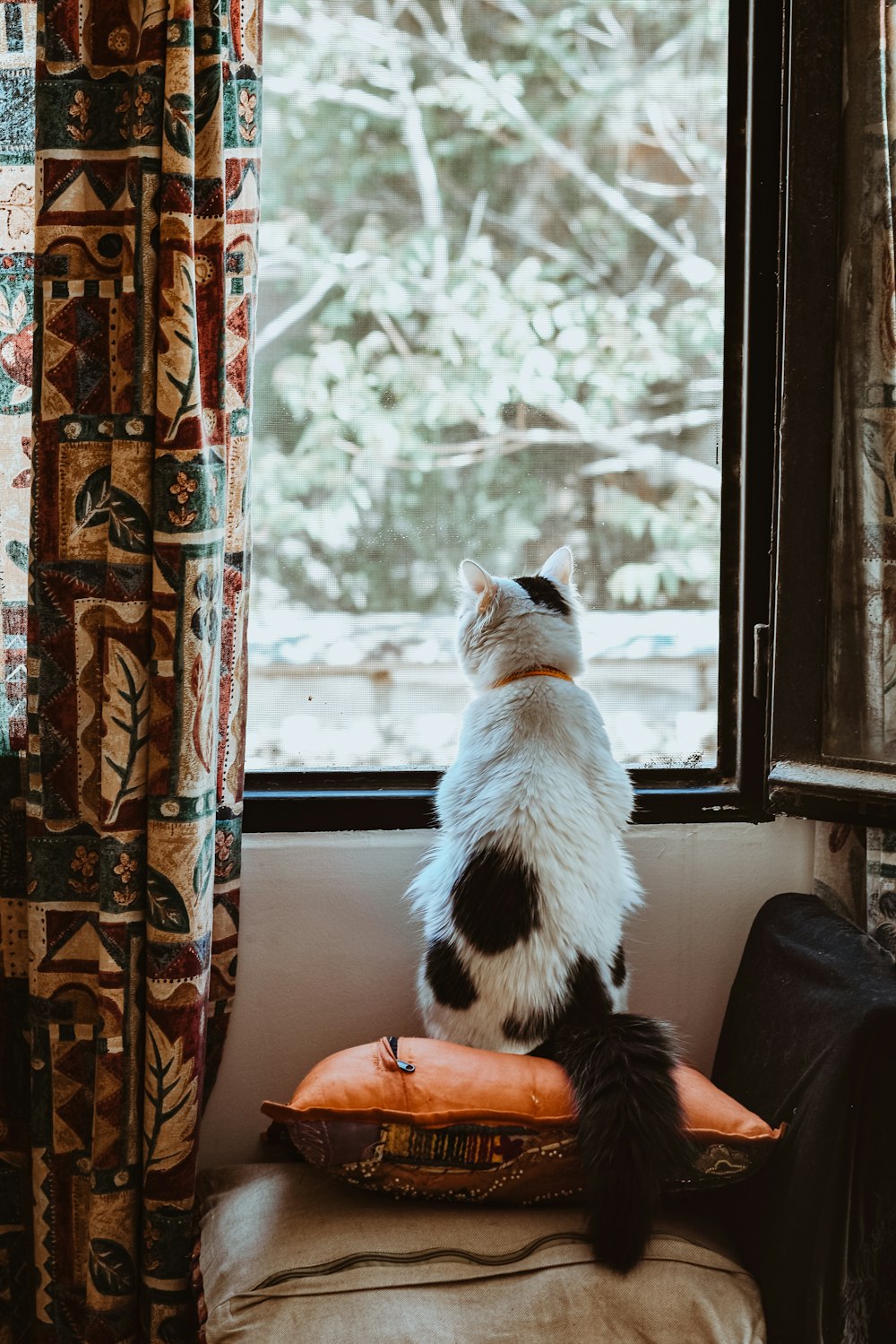 a cat sitting on a pillow looking out a window