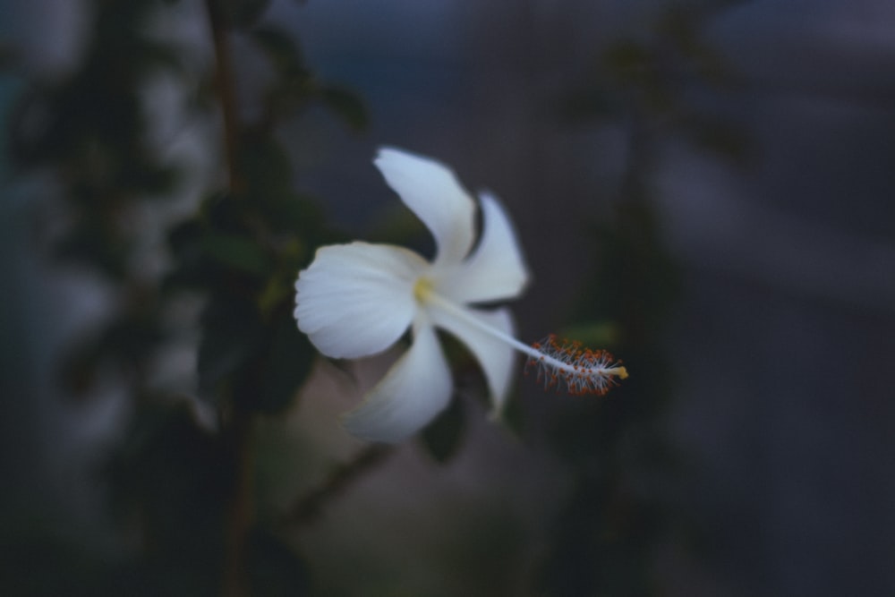 a white flower with a blurry background